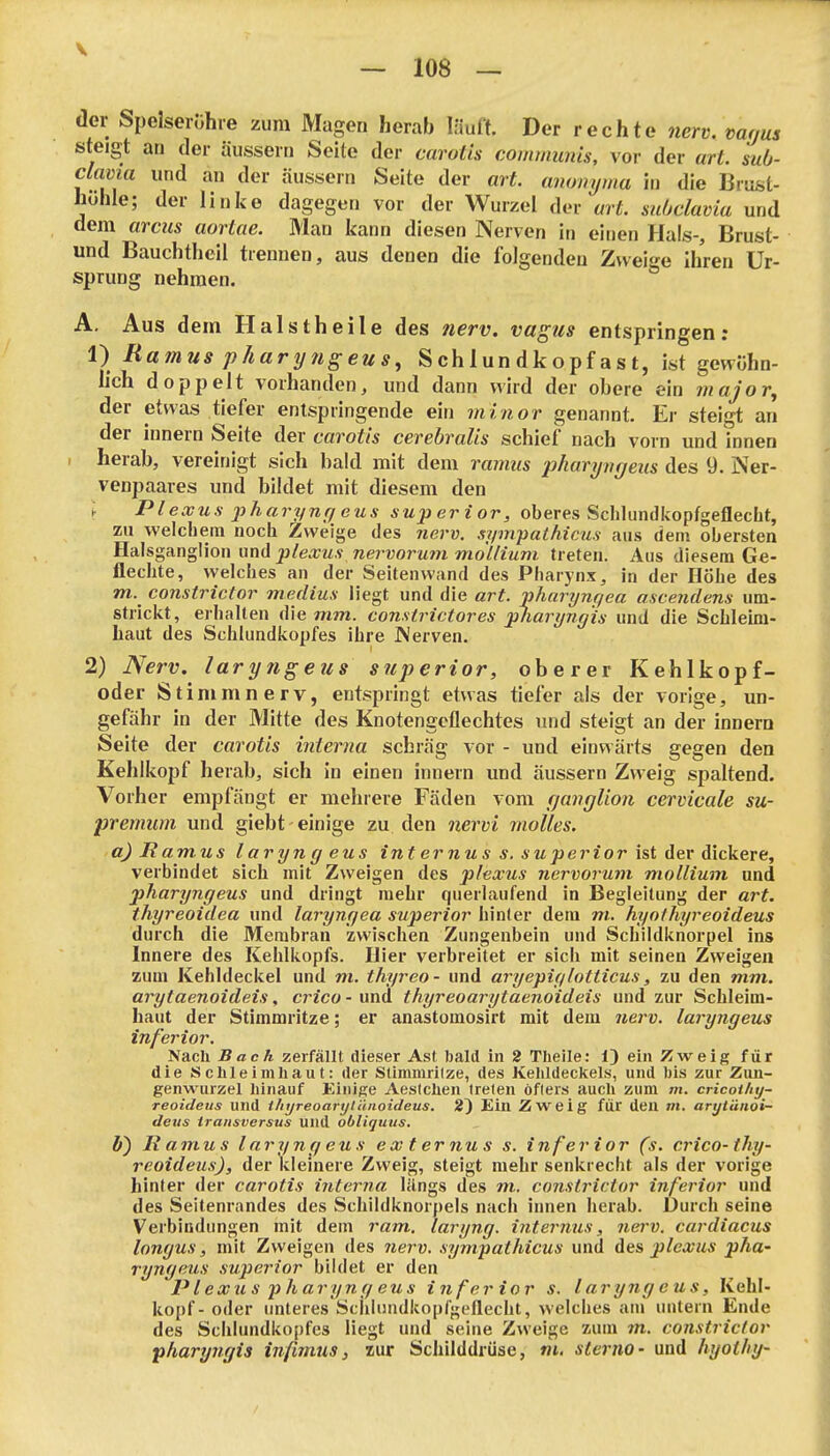 der Speiserühle zum Magen herab läult. Der rechte nerv, vanus steigt an der äussern Seite der carotis communis, vor der urt. sub- clmia und an der äussern Seite der art. anomjma in die Brust- hohle; der linke dagegen vor der Wurzel der urt. subclavia und dem arcus aortae. Mau kann diesen Nerven in einen Hais-, Brust- und Bauchtheil trennen, aus denen die folgenden Zweige ihren Ur- sprung nehmen. A. Aus dem Halstheile des ?ierv. vagus entspringen; V) Ramus pharyngeus, Schlundkopfast, ist gewohn- h'ch doppelt vorhanden, und dann wird der obere ein jnajor, der etwas tiefer entspringende ein minor genannt. Er steigt an der Innern Seite der carotis cerebralis schief nach vorn und innen , herab, vereinigt sich bald mit dem ramus jjharyvgeus des 9. Ner- venpaares und bildet mit diesem den , Plexus j^harynr/eus superior, oberes Scliliindkopfgeflecht, zu welchem noch Zweige des nerv, sympathicus aus dem obersten Halsganglion und p/e^M.v raervorMm 7wo//iMm treten. Aus diesem Ge- flechte, welches an der Seitenwand des Pharynx, in der Höhe des TO. constrictor medius liegt und die art. pharynt/ea ascendens um- strickt, erhalten die mm. constrictor es pharyngh und die Schleim- haut des Schlundkopfes ihre IVerven. 2) Nerv, laryngeus superior, oberer Kehlkopf- oder Stinimnerv, entspringt etwas tiefer als der vorige, un- gefähr in der Mitte des Knotengeflechtes und steigt an der innera Seite der carotis interna schräg vor - und einwärts gegen den Kehlkopf herab, sich in einen innern und äussern Zweig spaltend. Vorher empfängt er mehrere Fäden vom r/anglion cervicale su- premum und giebt einige zu den nervi molles. a) Ramus laryn g eus int er nu s s. su perior ist der dickere, verbindet sich mit Zweigen des plexus nervorum mollium und pharyngeus und dringt mehr queilaufend in Begleitung der art. thyreoidea und laryngea superior hinler dem m. hynthyreoideus durch die Membran zwischen Zungenbein und Schildknorpel ins Innere des Kehlkopfs. Hier verbreitet er sich mit seinen Zweigen zum Kehldeckel und m. thyreo - und aryepiglotticus, zu den mm. arytaenoideis, crico - und thyreoarytaenoideis und zur Schleim- haut der Stimmritze; er anastomosirt mit dem 7iei-v. laryngeus inferior. Nach Bach zerfällt dieser Ast bald in 2 Tlieile: 1) ein Zweig für die Schleimhaut: der Stimmrilze, des KehldeckeLs, und bis zur Zun- genwurzel hinauf Einige Aesichen treten öfters auch zum m. cricothy- reoidetis und tJnjreoarytuiioideus. 2~) Ein Zweig für den m. arytüiioi- deiis transversus und obliquus. h) Ramus laryng eus ex t er nu s s. inferior (s. crico-thy- reoideus), der kleinere Zweig, steigt mehr senkrecht als der vorige hinter der carotis interna längs des m. constrictor inferior und des Seitenrnndes des Schildknorpels nach innen herab. Durch seine Verbindungen mit dem ram. laryng. internus, nerv, cardiacus Inngus, mit Zweigen des nerv, sympathicus und des plexus pha- ryngeus .superior bildet er den P lexus pharyng eus inferior s. laryngeus, Kehl- kopf- oder unteres'ScIilisndkopfgeflecht, welches am untern Ende des Schlundkopfcs Hegt und seine Zweige zum m. constrictor pharyngis infimus, zur Schilddrüse, m. stcrno- und hyothy-