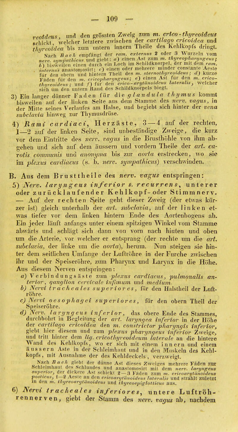 reotdeus, und den grössten Zweig zum m. crico - thyreoideus schickt welcher letztere zwischen der cartilago cricoidea und thyreoidea bis zum untern innern Tlieile des Kehlkopfs dringt. Nach BacJi empfängt der ram. cxtermis 2 oder 3 Wurzeln vom nerv, sumpalhicis und Riebt: «3 eine Ast zum m. thyreop/iaryn^eus; 61 l)isweilen einen durch ein Loch im Schildknorpel, der mit dem ram. . ,-„/er«H* anastomosirt; c) einen oder mehrere minder conslante Aesle für den oberii und hintern Theil des vi. siernoihyrewdeus; kurze Faden für den w. cr'icopharyngcus; e) einen Ast für den m. cnco- Iht/reoideus: und /) für den crico-aryiihioidcus lateralis, welcher Sich um den untern Rand des Schildknorpels biegt. 3) Ein langer dünner Faden für die glandula tJiymus kommt bisweilen auf der linken Seite aus dem Stamme des nerv, vagus, in der Milte seines Verlaufes am Halse^ und begiebt sich hinter der vena subclavia hinweg zur Thymusdrüse. 4) Bami cardiaci, Herzäste, 3 — 4 auf der rechten, 1—2 auf der linken Seite, «ind unbeständige Zweige, die kurz vor dem Eintritte des nerv, vagus in die Brusthöhle von ihm ab- gehen und sich auf dem äussern und vordem Theile der ort. ca- rotis communis und anovyma bis zur aorta erstrecken, wo sie im pleanis cardiacus (s. b. 7ierv. sym2mthiciis) verschwinden. B. Aus dem Brusttheile des nerv, vagus entspringen: 5) Nerv, laryngeus inferior s. recurrens^ unterer oder zurücklaufender Kehlkopf-oder Stimm nerv. — Auf der rechten Seite geht dieser Zweig (der etwas kür- zer ist) gleich unterhalb der oH. subclavia, auf der linken et- was tiefer vor dem linken hintern Ende des Aortenbogens ab. Ein jeder läuft anfangs unter einem spitzigen Winkel vom Stamme abwärts und schlägt sich dann von vorn nach hiuten und oben um die Arterie, vor welcher er entsprang (der rechte um die art. subclavia, der linke um die aorta), herum. Nun steigen sie hin- ter dem seitlichen Umfange der Luftröhre in der Furche zwischen ihr und der Speiseröhre, zum Pharynx und Larynx in die Höhe. Aus diesem Nerven entspringen: a) Verbin dungscäste zum plexus cardiacus, pulmonalis aU' terior, qanglion cervicale infimmn und medium. b) Nervi tr acheales superior es, für den Halstheil der Luft- röhre. c) Nervi oesophagei sup erior es, für den obern Theil der Speiseröhre. d) Nerv, laryngeus inferior, das obere Ende des Stammes, durchbohrt in Begleidmg der art. larynqea inferior in der Höhe der cartilago cricoidea den w. constr'ictor pharyngis inferior, giebt hier diesem und zum -plexus pharynqeus inferior Zweige, nnd tritt hinter dem lig. cricothyreoideum laterale an die hintere Wand des Kehlkopfs, wo er sich mit einem innern und einem äussern Aste in der Schleimhaut und in den Muskeln des Kehl- kopfs, mit Ausnahme der des Kehldeckels, verzweigt. Nach Bach Riebt der dünne Ast dieses Zweiges mehrere Fäden zur .Schleimhaut des .sdilundes und anaslomosirt mit dem nerv, laryne-oiis ««/»enor, der dickere Ast schickt 2-3 Faden zum m. cricoarytünoideus positcu.9, 1—2 Aeste an den cricoaryiihioideus lateralis und Strahlt zuletzt in den m. iTiyreoarytlUoideus und l/iyreoejng-lotticus aus. 6) Nervi tr acheales inferiores., untere Luftröh- rennerven, giebt der Stamm des nerv, vagus ab, nachdem