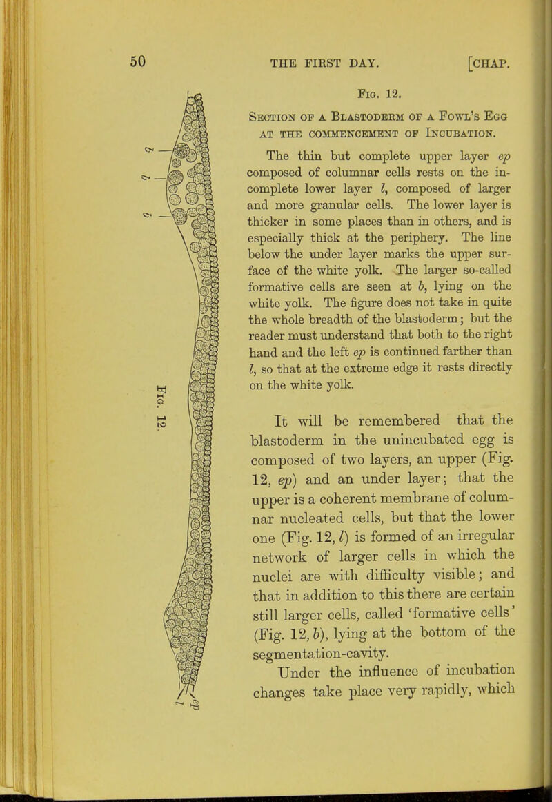 Fig. 12. Section op a Blastoderm op a Fowl's Egg at the commencement op incubation. The thin but complete upper layer ep composed of columnar cells rests on the in- complete lower layer I, composed of larger and more granular cells. The lower layer is thicker in some places than in others, and is especially thick at the periphery. The line below the under layer marks the upper sur- face of the white yolk. The larger so-called formative cells are seen at b, lying on the white yolk. The figure does not take in quite the whole breadth of the blastoderm; but the reader must understand that both to the right hand and the left ep is continued farther than I, so that at the extreme edge it rests directly on the white yolk. It will be remembered that the blastoderm in the unincubated egg is composed of two layers, an upper (Fig. 12, ep) and an under layer; that the upper is a coherent membrane of colum- nar nucleated cells, but that the lower one (Fig. 12,1) is formed of an irregular network of larger cells in which the nuclei are with difficulty visible; and that in addition to this there are certain still larger cells, called 'formative cells' (Fig. 12,b), lying at the bottom of the segmentation-cavity. Under the influence of incubation changes take place very rapidly, which