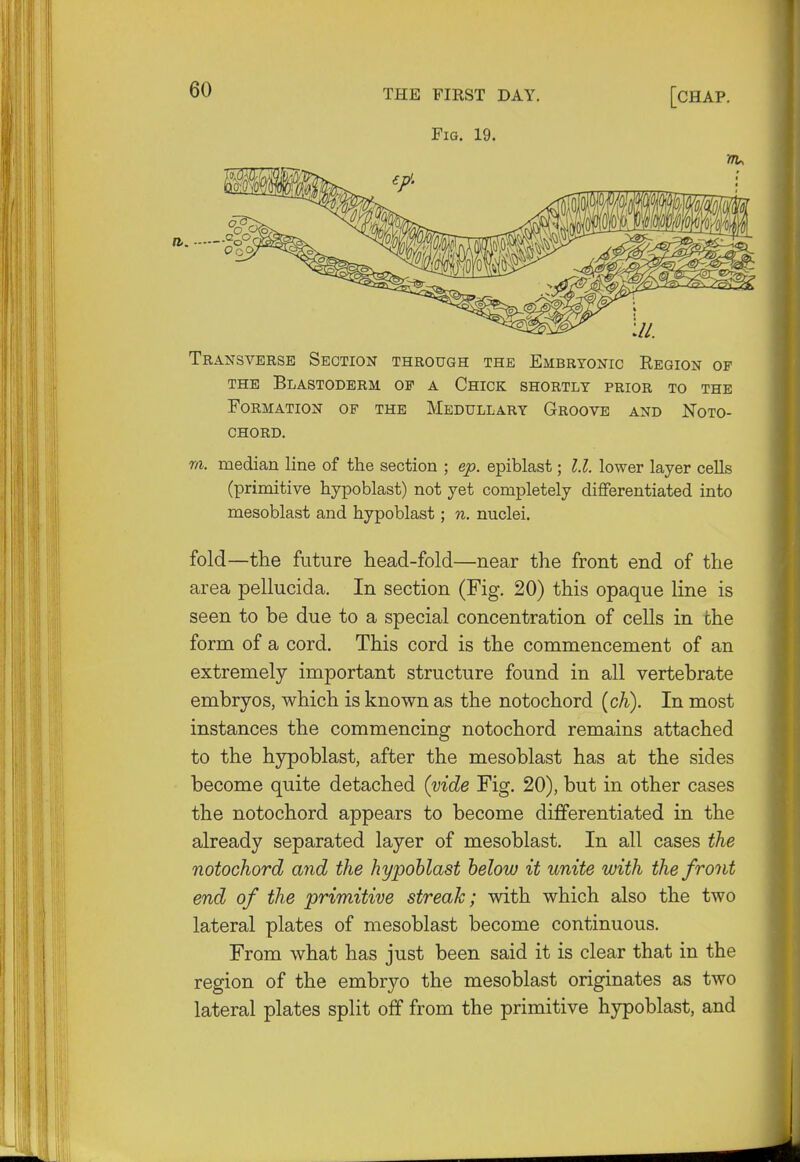 Fig. 19. Transverse Section through the Embryonic Region op the Blastoderm op a Chick shortly prior to the Formation of the Medullary Groove and Noto- chord. m. median line of the section ; ep. epiblast; l.l. lower layer cells (primitive hypoblast) not yet completely differentiated into mesoblast and hypoblast; n. nuclei. fold—the future head-fold—near the front end of the area pellucida. In section (Fig. 20) this opaque line is seen to be due to a special concentration of cells in the form of a cord. This cord is the commencement of an extremely important structure found in all vertebrate embryos, which is known as the notochord (ch). In most instances the commencing notochord remains attached to the hypoblast, after the mesoblast has at the sides become quite detached (vide Fig. 20), but in other cases the notochord appears to become differentiated in the already separated layer of mesoblast. In all cases the notochord and the hypoblast below it unite with the front end of the primitive streak; with which also the two lateral plates of mesoblast become continuous. From what has just been said it is clear that in the region of the embryo the mesoblast originates as two lateral plates split off from the primitive hypoblast, and