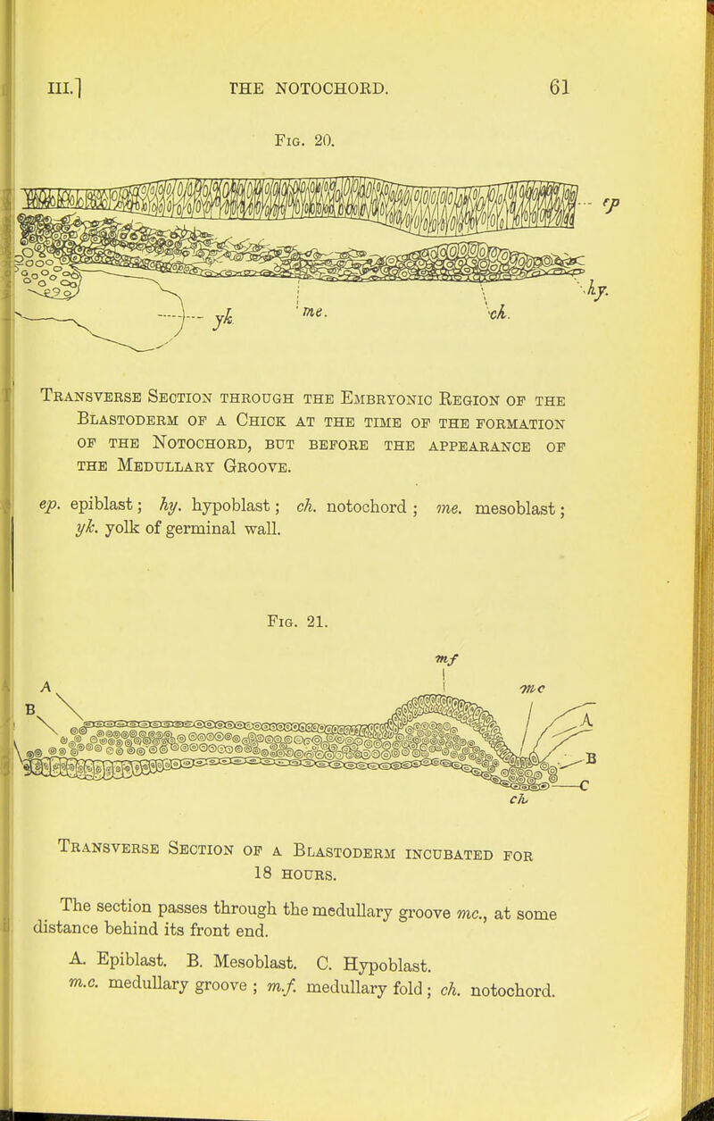 Fig. 20. Transverse Section through the Embryonic Region op the Blastoderm of a Chick at the time of the formation of the Notochord, but before the appearance of the Medullary Groove. ep. epiblast; hy. hypoblast; ch. notochord ; me. mesoblast; yJc. yolk of germinal wall. Fig. 21. Transverse Section of a Blastoderm incubated for 18 hours. The section passes through the medullary groove ma, at some distance behind its front end. A. Epiblast. B. Mesoblast. C. Hypoblast. m.c. medullary groove ; m.f. medullary fold; ch. notochord.