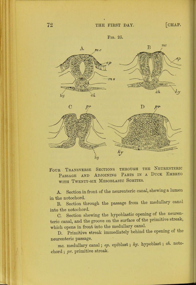 Fig. 25. vie m c .-ep -ms Four Transverse Sections through the Neurenteric Passage and Adjoining Parts in a Duck Embryo with Twenty-six Mesoblastc Somites. A. Section in front of the neurenteric canal, shewing a lumen in the notochord. B. Section through the passage from the medullary canal into the notochord. C. Section shewing the hypoblasts opening of the neuren- teric canal, and the groove on the surface of the primitive streak, which opens in front into the medullary canal. D. Primitive streak immediately behind the opening of the neurenteric passage. mc. medullary canal; ep. epiblast; hy. hypoblast; ch. noto- chord ; pr. primitive streak.