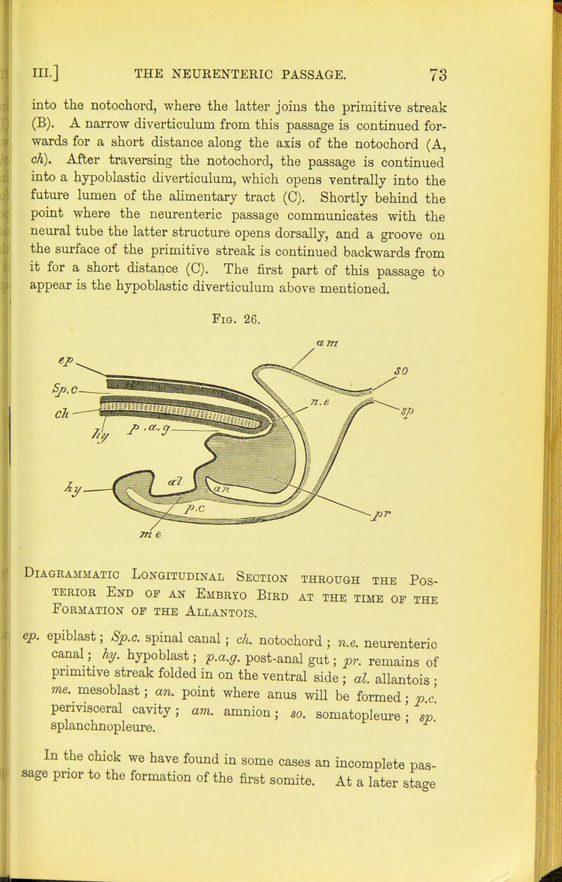 into the notochord, where the latter joins the primitive streak (B). A narrow diverticulum from this passage is continued for- wards for a short distance along the axis of the notochord (A, ch). After traversing the notochord, the passage is continued into a hypoblastic diverticulum, which opens ventrally into the future lumen of the alimentary tract (C). Shortly behind the point where the neurenteric passage communicates with the neural tube the latter structure opens dorsally, and a groove on the surface of the primitive streak is continued backwards from it for a short distance (C). The first part of this passage to appear is the hypoblastic diverticulum above mentioned. Fig. 26. ctm 7n e Diagrammatic Longitudinal Section through the Pos- terior End op an Embryo Bird at the time of the Formation of the Allantois. ep. epiblast; Sp.c spinal canal; ch. notochord ; n.e. neurenteric canal; hy. hypoblast; p.a.g. post-anal gut; pr. remains of primitive streak folded in on the ventral side ; al. allantois ; me. mesoblast; an. point where anus will be formed • p c perivisceral cavity; am. amnion; so. somatopleuresp splanchnopleure. In the chick we have found in some cases an incomplete pas- sage prior to the formation of the first somite. At a later stage