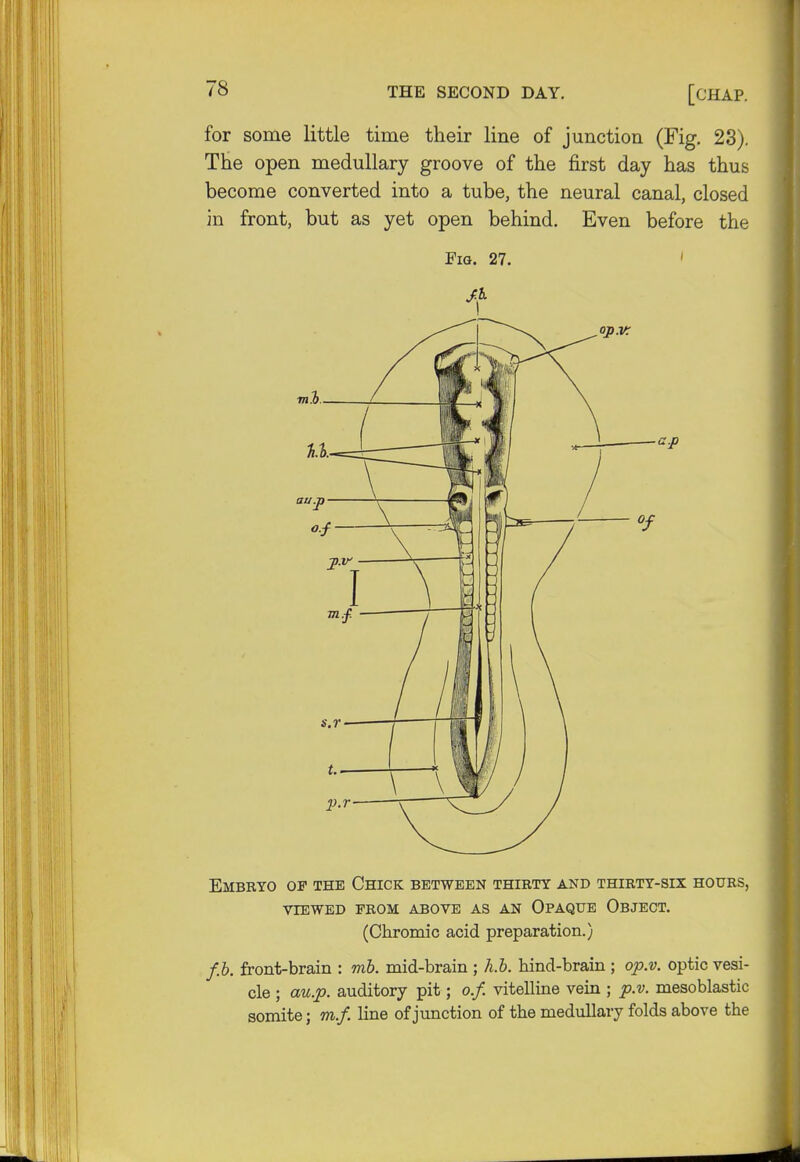 for some little time their line of junction (Fig. 23). The open medullary groove of the first day has thus become converted into a tube, the neural canal, closed in front, but as yet open behind. Even before the Fig. 27. Embryo of the Chick between thirty and thirty-six hours, viewed prom above as an opaque object. (Chromic acid preparation.) f.b. front-brain : mb. mid-brain ; h.b. hind-brain ; op.v. optic vesi- cle ; au.p. auditory pit; o.f. vitelline vein ; p.v. mesoblastic somite; m.f. line of junction of the medullary folds above the