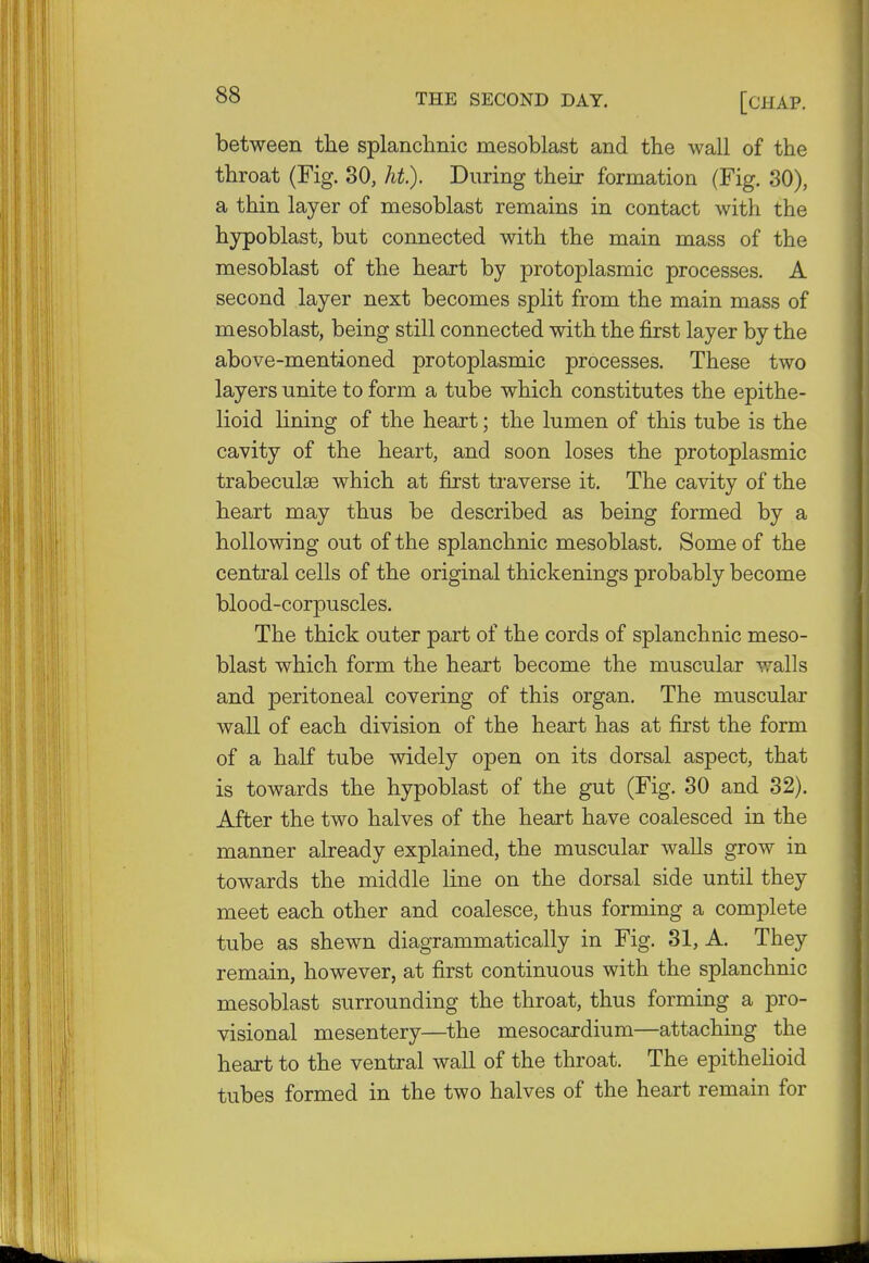 between the splanchnic mesoblast and the wall of the throat (Fig. 30, ht). During their formation (Fig. 30), a thin layer of mesoblast remains in contact with the hypoblast, but connected with the main mass of the mesoblast of the heart by protoplasmic processes. A second layer next becomes split from the main mass of mesoblast, being still connected with the first layer by the above-mentioned protoplasmic processes. These two layers unite to form a tube which constitutes the epithe- lioid lining of the heart; the lumen of this tube is the cavity of the heart, and soon loses the protoplasmic trabecule which at first traverse it. The cavity of the heart may thus be described as being formed by a hollowing out of the splanchnic mesoblast. Some of the central cells of the original thickenings probably become blood-corpuscles. The thick outer part of the cords of splanchnic meso- blast which form the heart become the muscular walls and peritoneal covering of this organ. The muscular wall of each division of the heart has at first the form of a half tube widely open on its dorsal aspect, that is towards the hypoblast of the gut (Fig. 30 and 32). After the two halves of the heart have coalesced in the manner already explained, the muscular walls grow in towards the middle line on the dorsal side until they meet each other and coalesce, thus forming a complete tube as shewn diagrammatically in Fig. 31, A. They remain, however, at first continuous with the splanchnic mesoblast surrounding the throat, thus forming a pro- visional mesentery—the mesocardium—attaching the heart to the ventral wall of the throat. The epithelioid tubes formed in the two halves of the heart remain for