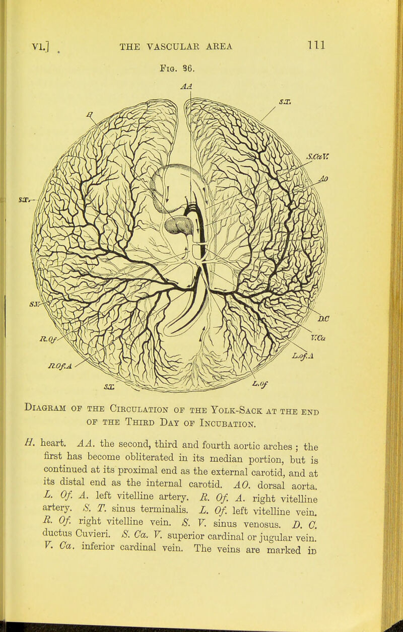 Fig. 36. Diagram of the Circulation of the Yolk-Sack at the end of the Third Day of Incubation. H. heart. A A. the second, third and fourth aortic arches ; the first has become obliterated in its median portion, but is continued at its proximal end as the external carotid, and at its distal end as the internal carotid. AO. dorsal aorta. L. Of. A. left vitelline artery. R. Of. A. right viteUine artery. 8. T. sinus terminalis. L. Of. left vitelline vein. R. Of. right vitelline vein. 8. V. sinus venosus. D. 0. ductus Cuvieri. 8. Ca. V. superior cardinal or jugular vein.' V. Ca. inferior cardinal vein. The veins are marked in