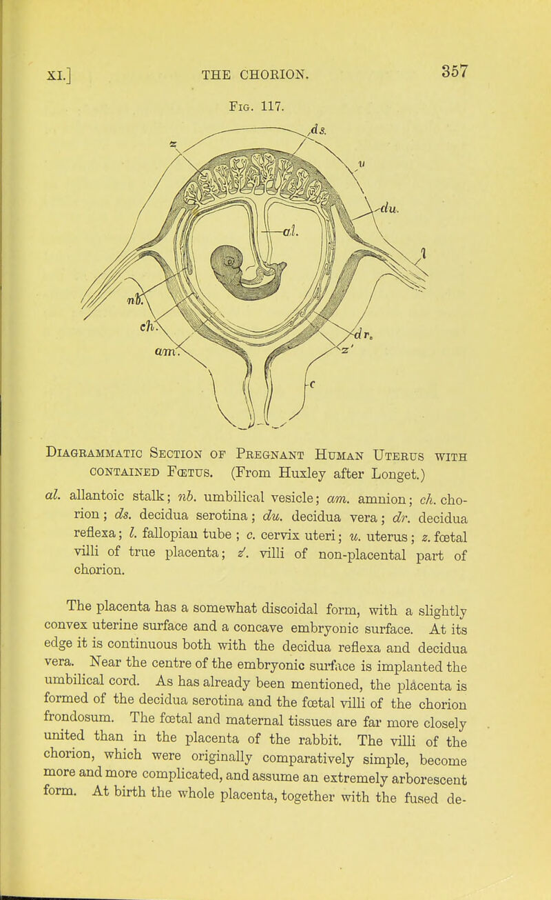 Fig. 117. 357 Diagrammatic Section of Pregnant Human Uterus with contained F(etus. (From Huxley after Longet.) al. allantoic stalk; nb. umbilical vesicle; am. amnion; eh. cho- rion ; ds. decidua serotina; du. decidua vera; dr. decidua reflexa; I. fallopian tube ; c. cervix uteri; u. uterus; z. foetal villi of true placenta; Z1. villi of non-placental part of chorion. The placenta has a somewhat discoidal form, with a slightly convex uterine surface and a concave embryonic surface. At its edge it is continuous both with the decidua reflexa and decidua vera. ^ Near the centre of the embryonic surface is implanted the umbilical cord. As has already been mentioned, the placenta is formed of the decidua serotina and the foetal villi of the chorion frondosum. The foetal and maternal tissues are far more closely united than in the placenta of the rabbit. The villi of the chorion, which were originally comparatively simple, become more and more complicated, and assume an extremely arborescent form. At birth the whole placenta, together with the fused de-