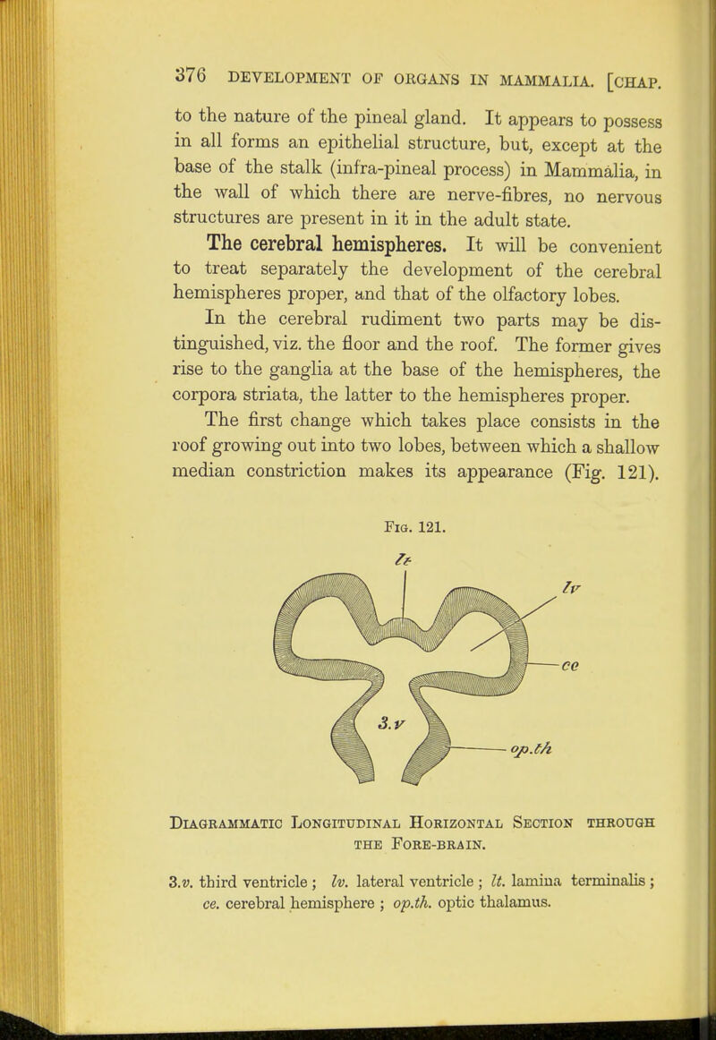 to the nature of the pineal gland. It appears to possess in all forms an epithelial structure, but, except at the base of the stalk (infra-pineal process) in Mammalia, in the wall of which there are nerve-fibres, no nervous structures are present in it in the adult state. The cerebral hemispheres. It will be convenient to treat separately the development of the cerebral hemispheres proper, and that of the olfactory lobes. In the cerebral rudiment two parts may be dis- tinguished, viz. the floor and the roof. The former gives rise to the ganglia at the base of the hemispheres, the corpora striata, the latter to the hemispheres proper. The first change which takes place consists in the roof growing out into two lobes, between which a shallow median constriction makes its appearance (Fig. 121). Fig. 121. Diagrammatic Longitudinal Horizontal Section through the Fore-brain. 3.v. third ventricle ; Iv. lateral ventricle ; It. lamina terminalis ; ce. cerebral hemisphere ; op.th. optic thalamus.