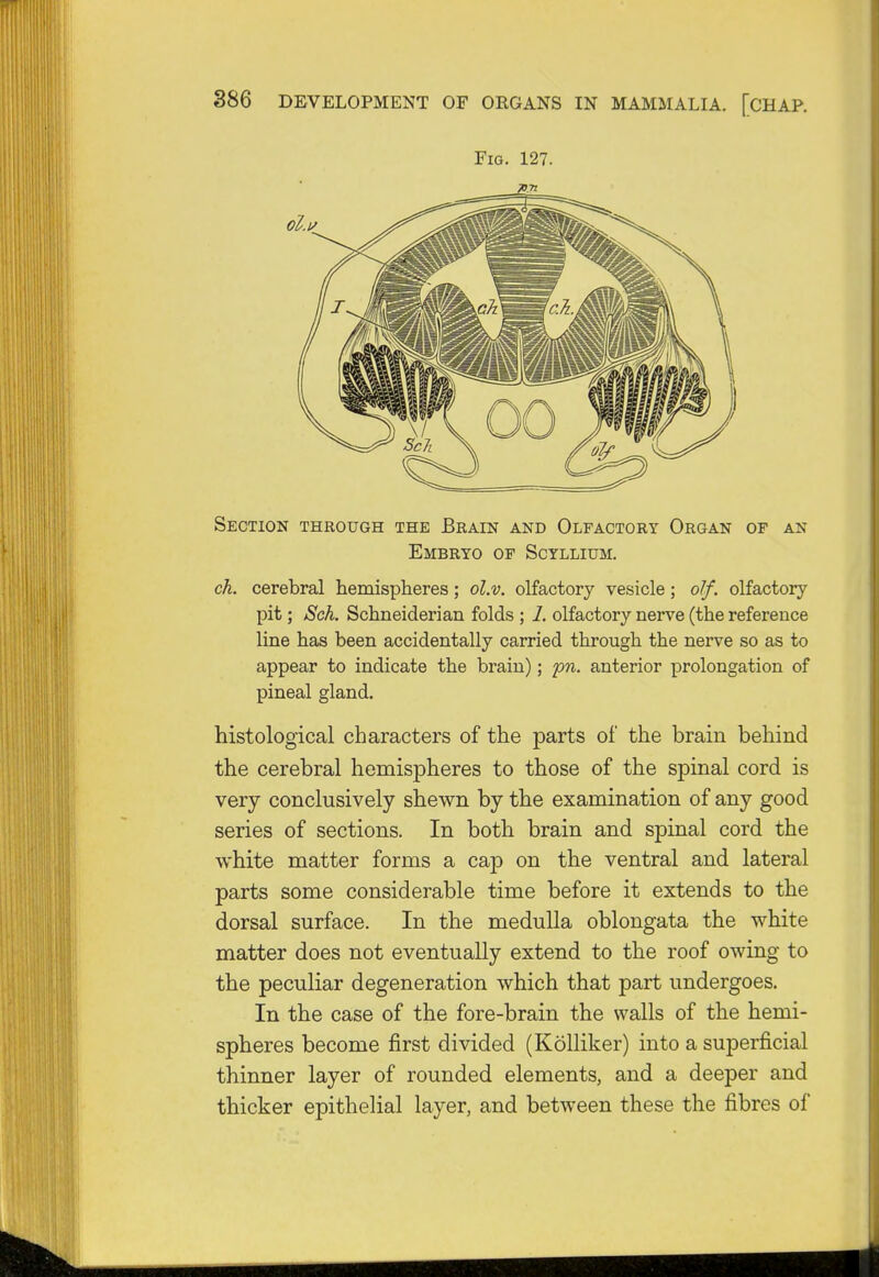 Fig. 127. 70.71 Section through the Brain and Olfactory Organ of an Embryo of Scyllium. ck. cerebral hemispheres; ol.v. olfactory vesicle; olf. olfactory pit; Sch. Schneiderian folds ; 1. olfactory nerve (the reference line has been accidentally carried through the nerve so as to appear to indicate the brain); pn. anterior prolongation of pineal gland. histological characters of the parts of the brain behind the cerebral hemispheres to those of the spinal cord is very conclusively shewn by the examination of any good series of sections. In both brain and spinal cord the white matter forms a cap on the ventral and lateral parts some considerable time before it extends to the dorsal surface. In the medulla oblongata the white matter does not eventually extend to the roof owing to the peculiar degeneration which that part undergoes. In the case of the fore-brain the walls of the hemi- spheres become first divided (Kolliker) into a superficial thinner layer of rounded elements, and a deeper and thicker epithelial layer, and between these the fibres of