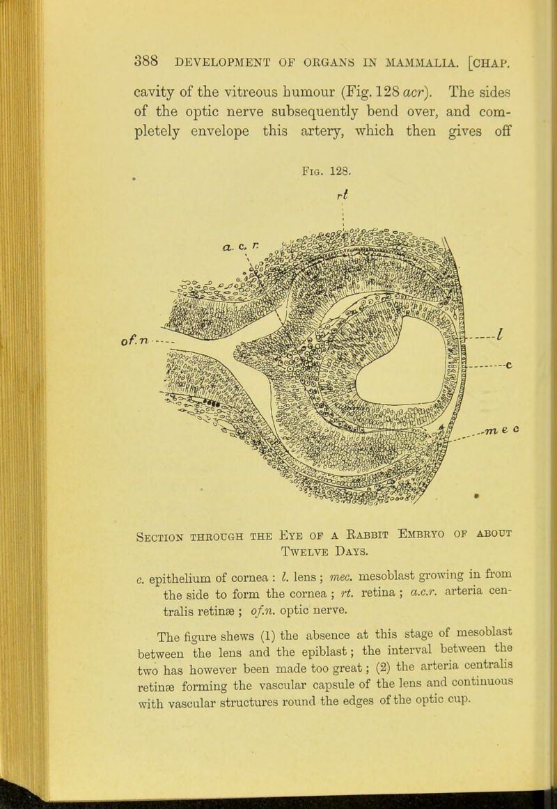 cavity of the vitreous humour (Fig. 128 acr). The sides of the optic nerve subsequently bend over, and com- pletely envelope this artery, which then gives off Fig. 128. rt Section through the Eye op a Rabbit Embryo of about Twelve Days. c. epithelium of cornea : I. lens ; meo. rnesoblast growing in from the side to form the cornea ; rt. retina ; a.c.r. arteria cen- tralis retinae ; of.n. optic nerve. The figure shews (1) the absence at this stage of rnesoblast between the lens and the epiblast; the interval between the two has however been made too great; (2) the arteria centralis retinas forming the vascular capsule of the lens and continuous with vascular structures round the edges of the optic cup.