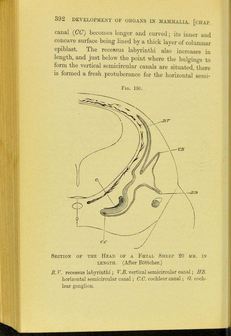 canal (CC) becomes longer and curved; its inner and concave surface being lined by a thick layer of columnar epiblast. The recessus labyrinthi also increases in length, and just below the point where the bulgings to form the vertical semicircular canals are situated, there is formed a fresh. protuberance for the horizontal semi- Fig. 130. Section of the Head of a F(etal Sheep 20 mm. in length. (After Bottcher.) R. V. recessus labyrinthi; V.B. vertical semicircular canal; HB. horizontal semicircular canal; CC cochlear canal; G. coch- lear ganglion.