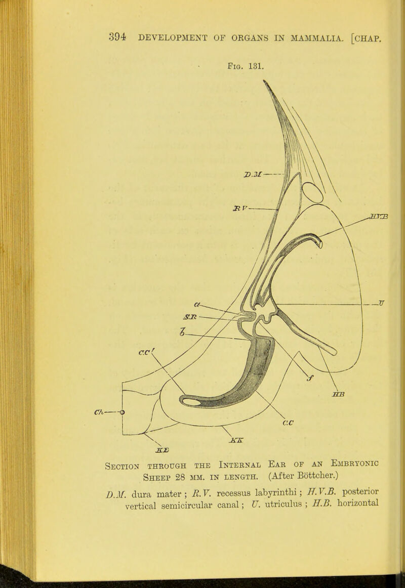 Fig. 131. Section through the Internal Ear of an Embryonic Sheep 28 mm. in length. (After Bottcher.) D.M. dura mater ; R. V. recessus labyrinthi; H. V.B. posterior vertical semicircular canal; U. utriculus ; H.B. horizontal