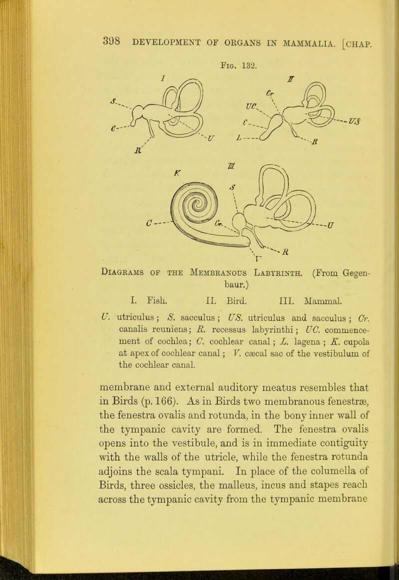 Fig. 132. Diagrams of the Membranous Labyrinth. (From Gegen- baur.) I. Fish. II. Bird. III. Mammal. U. utriculus; S. sacculus; US. utriculus and sacculus; Or. canalis reuniens; E. recessus labyrintki; UC. commence- ment of cochlea; C. cochlear canal; L. lagena ; K. cupola at apex of cochlear canal; V. caecal sac of the vestibulum of the cochlear canal. membrane and external auditory meatus resembles that in Birds (p. 166). As in Birds two membranous fenestras, the fenestra ovalis and rotunda, in the bony inner wall of the tympanic cavity are formed. The fenestra ovalis opens into the vestibule, and is in immediate contiguity with the walls of the utricle, while the fenestra rotunda adjoins the scala tympani. In place of the columella of Birds, three ossicles, the malleus, incus and stapes reach across the tympanic cavity from the tympanic membrane