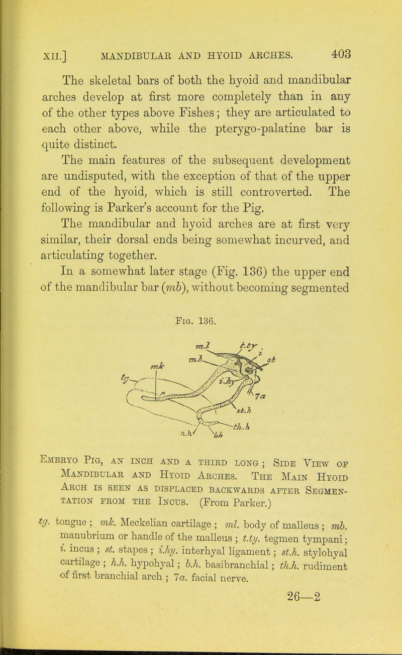 The skeletal bars of both the hyoid and mandibular arches develop at first more completely than in any of the other types above Fishes; they are articulated to each other above, while the pterygo-palatine bar is quite distinct. The main features of the subsequent development are undisputed, with the exception of that of the upper end of the hyoid, which is still controverted. The following is Parker's account for the Pig. The mandibular and hyoid arches are at first very similar, their dorsal ends being somewhat incurved, and articulating together. In a somewhat later stage (Fig. 136) the upper end of the mandibular bar (rnb), without becoming segmented Fig. 136. Embryo Pig, an inch and a third long ; Side View op Mandibular and Hyoid Arches. The Main Hyoid Arch is seen as displaced backwards after Segmen- tation prom the Incus. (From Parker.) iff. tongue ; ml. Meckelian cartilage ; ml. body of malleus ; mb. manubrium or handle of the malleus ; Uy. tegmen tympana; i. incus ; st. stapes ; i.hy. interhyal ligament; st.k. stylohyal cartilage ; h.h. hypohyal; b.h. basibranchial; th.h. rudiment of first branchial arch ; la. facial nerve. 26—2