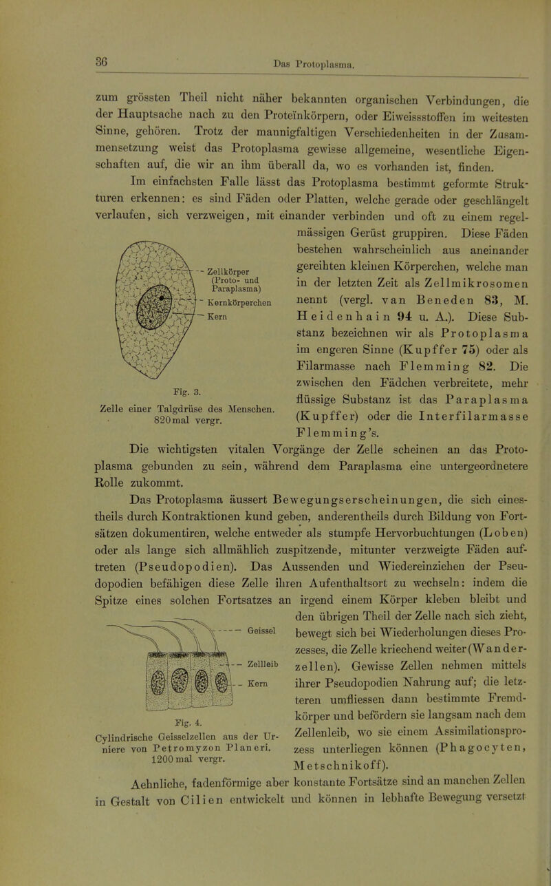 Das Protoplasma. -- Zellkörper (Proto- und Paraplasma) Kernkörperchen ■~ Kern Fig. 3. Zelle einer Talgdrüse des Menschen. 820 mal vergr. zum grössteu Theil nicht näher bekannten organischen Verbindungen, die der Hauptsache nach zu den Proteinkörpern, oder Eiweissstoffen im weitesten Sinne, gehören. Trotz der mannigfaltigen Verschiedenheiten in der Zusam- mensetzung weist das Protoplasma gewisse allgemeine, wesentliche Eigen- schaften auf, die wir an ihm überall da, wo es vorhanden ist, finden. Im einfachsten Falle lässt das Protoplasma bestimmt geformte Struk- turen erkennen: es sind Fäden oder Platten, welche gerade oder geschlängelt verlaufen, sich verzweigen, mit einander verbinden und oft zu einem regel- mässigen Gerüst gruppiren. Diese Fäden bestehen wahrscheinlich aus aneinander gereihten kleinen Körperchen, welche man in der letzten Zeit als Zellmikrosomen nennt (vergl. van Beneden 83, M. Heidenhain 94 u. A.). Diese Sub- stanz bezeichnen wir als Protoplasma im engeren Sinne (Kupffer 75) oder als Filarmasse nach Flemming 82. Die zwischen den Fädchen verbreitete, mehr flüssige Substanz ist das Paraplasma (Kupffer) oder die Interfilarmasse F1 e m m i n g 's. Die wichtigsten vitalen Vorgänge der Zelle scheinen an das Proto- plasma gebunden zu sein, während dem Paraplasma eine untergeordnetere Rolle zukommt. Das Protoplasma äussert Bewegungserscheinungen, die sich eines- theils durch Kontraktionen kund geben, anderentheils durch Bildung von Fort- sätzen dokuraentiren, welche entweder als stumpfe Hervorbuchtuugen (Loben) oder als lange sich allmählich zuspitzende, mitunter verzweigte Fäden auf- treten (Pseudopodien). Das Aussenden und Wiedereinziehen der Pseu- dopodien befähigen diese Zelle ihren Aufenthaltsort zu wechseln: indem die Spitze eines solchen Fortsatzes an irgend einem Körper kleben bleibt und den übrigen Theil der Zelle nach sich zieht, bewegt sich bei Wiederholungen dieses Pro- zesses, die Zelle kriechend weiter (Wan der- zeilen). Gewisse Zellen nehmen mittels ihrer Pseudopodien Nahrung auf; die letz- teren umfliessen dann bestimmte Fremd- körper und befördern sie langsam nach dem Zellenleib, wo sie einem Assimilationspro- zess unterliegen können (Phagocyten, Metschnikoff). Aehnliche, fadenförmige aber konstante Fortsätze sind an manchen Zellen Gestalt von Cilien entwickelt und können in lebhafte Bewegung versetzt Geissei -- Zellleib Kern Fig. 4. Cylindrische Geisselzellen aus der Ur- niere von Petromyzon Pianeri. 1200 mal vergr. in