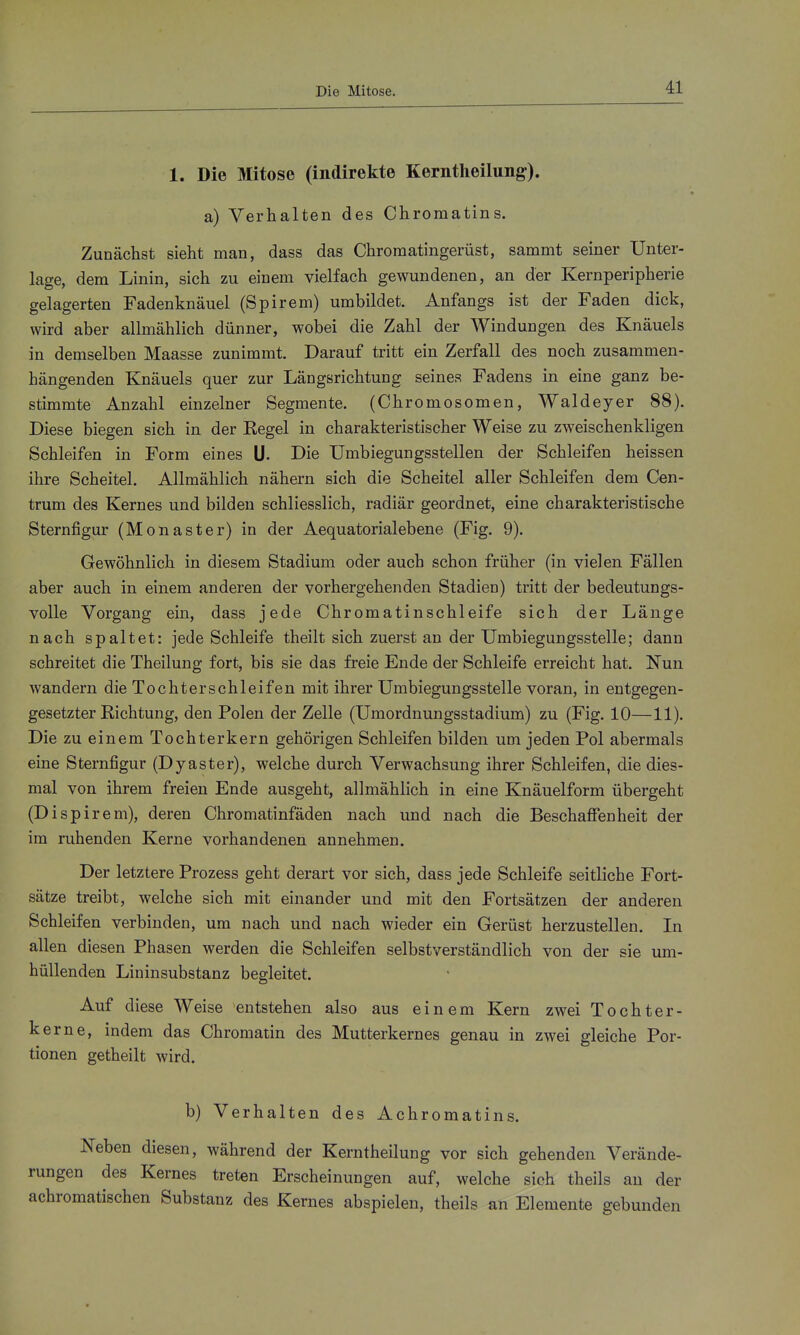 Die Mitose. 1. Die Mitose (indirekte Kerntheilung). a) Verhalten des Chroraatins. Zunächst sieht man, dass das Chromatingerüst, sammt seiner Unter- lage, dem Linin, sich zu einem vielfach gewundenen, an der Kernperipherie gelagerten Fadenknäuel (Spirem) umbildet. Anfangs ist der Faden dick, wird aber allmählich dünner, wobei die Zahl der Windungen des Knäuels in demselben Maasse zunimmt. Darauf tritt ein Zerfall des noch zusammen- hängenden Knäuels quer zur Längsrichtung seines Fadens in eine ganz be- stimmte Anzahl einzelner Segmente. (Chromosomen, Waldeyer 88). Diese biegen sich in der Kegel in charakteristischer Weise zu zweischenkligen Schleifen in Form eines L). Die Umbiegungsstellen der Schleifen heissen ihre Scheitel. Allmählich nähern sich die Scheitel aller Schleifen dem Cen- trum des Kernes und bilden schliesslich, radiär geordnet, eine charakteristische Sternfigur (Monaster) in der Aequatorialebene (Fig. 9). Gewöhnlich in diesem Stadium oder auch schon früher (in vielen Fällen aber auch in einem anderen der vorhergehenden Stadien) tritt der bedeutungs- volle Vorgang ein, dass jede Chromatinschleife sich der Länge nach spaltet: jede Schleife theilt sich zuerst an der Umbiegungsstelle; dann schreitet die Theilung fort, bis sie das freie Ende der Schleife erreicht hat. Nun wandern die Tochter schleifen mit ihrer Umbiegungsstelle voran, in entgegen- gesetzter Richtung, den Polen der Zelle (Umordnungsstadium) zu (Fig. 10—11). Die zu einem Tochterkern gehörigen Schleifen bilden um jeden Pol abermals eine Sternfigur (Dyaster), welche durch Verwachsung ihrer Schleifen, die dies- mal von ihrem freien Ende ausgeht, allmählich in eine Knäuelform übergeht (Dispirem), deren Chromatinfäden nach und nach die BeschaflPenheit der im ruhenden Kerne vorhandenen annehmen. Der letztere Prozess geht derart vor sich, dass jede Schleife seitliche Fort- sätze treibt, welche sich mit einander und mit den Fortsätzen der anderen Schleifen verbinden, um nach und nach wieder ein Gerüst herzustellen. In allen diesen Phasen werden die Schleifen selbstverständlich von der sie um- hüllenden Lininsubstanz begleitet. Auf diese Weise entstehen also aus einem Kern zwei Tochter- kerne, indem das Chromatin des Mutterkernes genau in zwei gleiche Por- tionen getheilt wird. b) Verhalten des Achromatins. Neben diesen, während der Kerntheilung vor sich gehenden Verände- rungen des Kernes treten Erscheinungen auf, welche sich theils au der achromatischen Substanz des Kernes abspielen, theils an Elemente gebunden