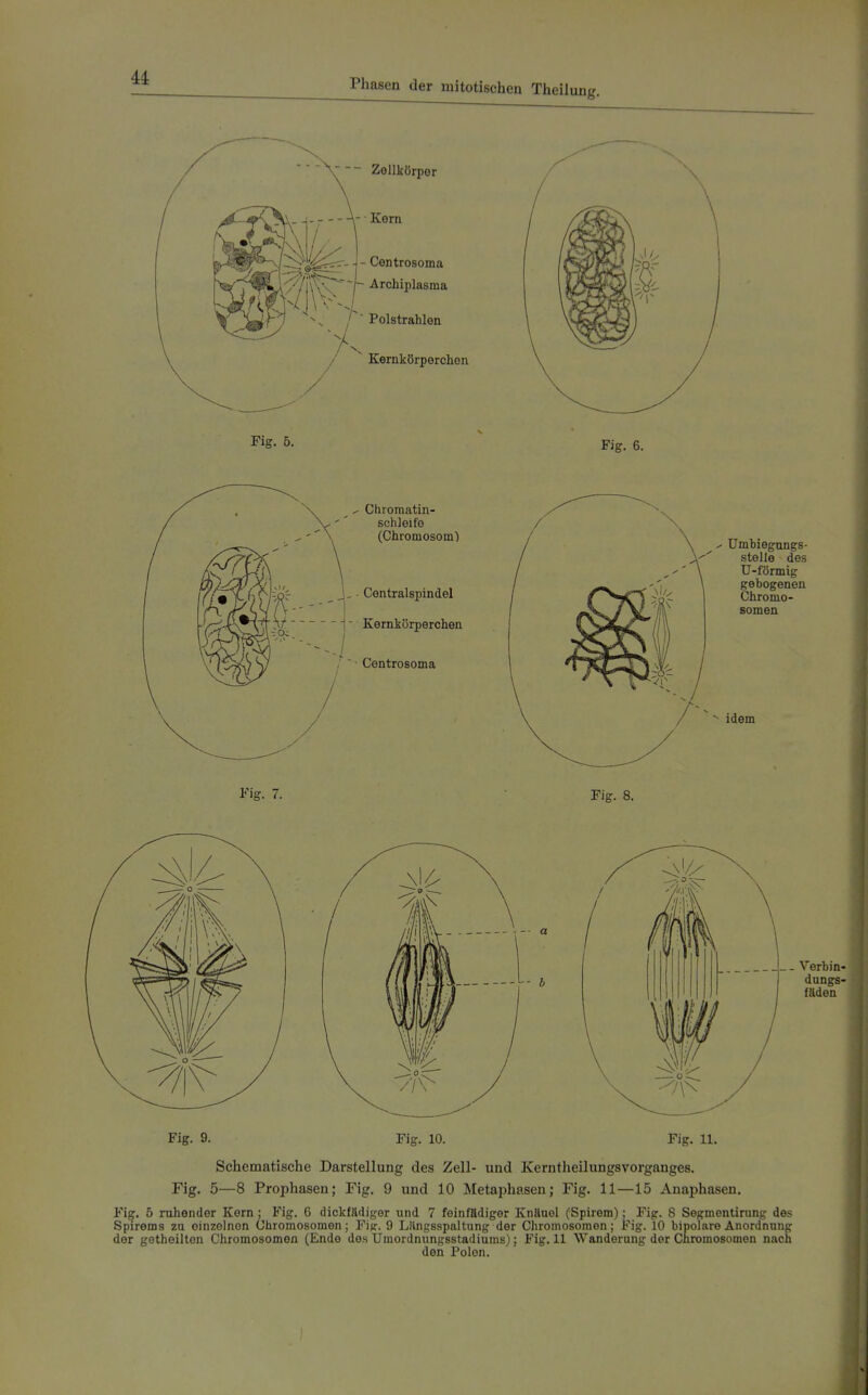Zollkörper - Kern Centrosoma - Archiplasma Polstrahlen Kernkörperchon Fig. 5. Fig. 6. Chromatin- schleife (Chromosom^ j. • Centralspindel / i Kernkörperchen Centrosoma Umbiegongs- stelle des U-förmig gebogenen Cliromo- somen idem Fig. 7. Fig. 8. Fig. 9. Fig. 10. - b Fig. 11. Verbin- dungs- fäden Schematische Darstellung des Zell- und Kerntheilungsvorganges. Fig. 5—8 Prophasen; Fig. 9 und 10 Metaphasen; Fig. 11—15 Anaphasen. Fig. 5 ruhender Korn ; Fig. 6 dicktädiger und 7 feinfädiger Knäuel (Spirom); Fig. 8 Segmentirung des Spirems zu einzelnen Chromosomen; Fi«:. 9 L.'lngsspaltung der Chromosomen; Fig. 10 bipolare Anordnung der getheilton Chromosomen (Ende des Umordnungsstadiums); Fig. 11 Wanderung der Chromosomen nach den Polen.