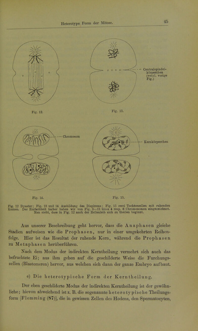 Heterotype Form der Mitose, - Kernkörperchen Fig. 14. Fig. 15. Fig. 12 Dyaster; Fig. 13 und 14 Ausbildung des Dispirems; Fig. 15 zwei Tocliterzellen mit ruhenden Kernen. Der Einfachheit halber haben -wir von Fig. 8—13 bloss 4 resp. 8 Chromosomen eingezeichnet. Man sieht, dass in Fig. 12 auch der Zellenleib sich zu theilen beginnt. Aus unserer Beschreibung geht hervor, dass die Anaphasen gleiche Stadien aufweisen wie die Prophasen, nur in einer umgekehrten Reihen- folge. Hier ist das Resultat der ruhende Kern, während die Prophasen zu Metaphasen herüberführen. Nach dem Modus der indirekten Kerntheilung vermehrt sich auch das befruchtete Ei; aus ihm gehen auf die geschilderte Weise die Furchungs- zellen (Blastomeren) hervor, aus welchen sich dann der ganze Embryo aufbaut. e) Die heterotypische Form der Kerntheilung. Der eben geschilderte Modus der indirekten Kerntheilung ist der gewöhn- liche; hievon abweichend istz. B. die sogenannte heterotypische Theilungs- form [Flemming (87)], die in gewissen Zellen des Hodens, den Sperraatocyten,