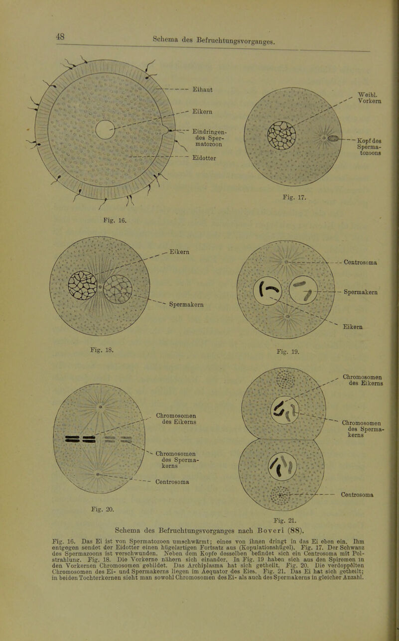 Schema des Befruchtungsvorganges, Eihaut - Eikern Eindringen- des Sper- matozoon Eidotter Weibl. Vorkem ■ Kopf des Sperma- tozoons Fig. 17. Eikern ~- Spermakern Centrosoma —f— Spermakern Eikern Fig. 18. Fig. 19. Cliromosomen des Eikerns Cliromosomen des Sperma- kerns ~ - Centrosoma Fig. 20. Chromosomen des Eikerns Chromosomen des Sperma- kerns ■ -^/- Centrosoma Fig. 21. Schema des Befruchtungsvorganges nach Boveri (88). Fig. 16. Das Ei ist von Spermatozoon umschwärmt; eines von ihnen dringt in das Ei eben ein. Ihm entgegen sendet der Eidotter einen hügelartigen Fortsatz aus (IJopulationshügel). Fig. 17. Der Schwanz des Spermazoons ist verschwunden. Neben dorn Kopfe desselben befindet .sich ein Centrosoma mit Pol- strahlunir. Fig. 18. Die Vorkerne nähern sich einander. In Fig. 19 haben sich aus den Spiremen in den Vorkornen Chromosomen gebildet. Das Archiplasma hat sich getheilt. Fig. 20. Die vordoppölten Chromosomen des Ei- und Spermakerns liegen im Aequator des Eies. Fig. 21. Das Ei hat sich getheilt; in beiden Tochterkernen sieht man sowohl Chromosomen des Ei- als auch des Sporniakorns in gleicher Anzahl.