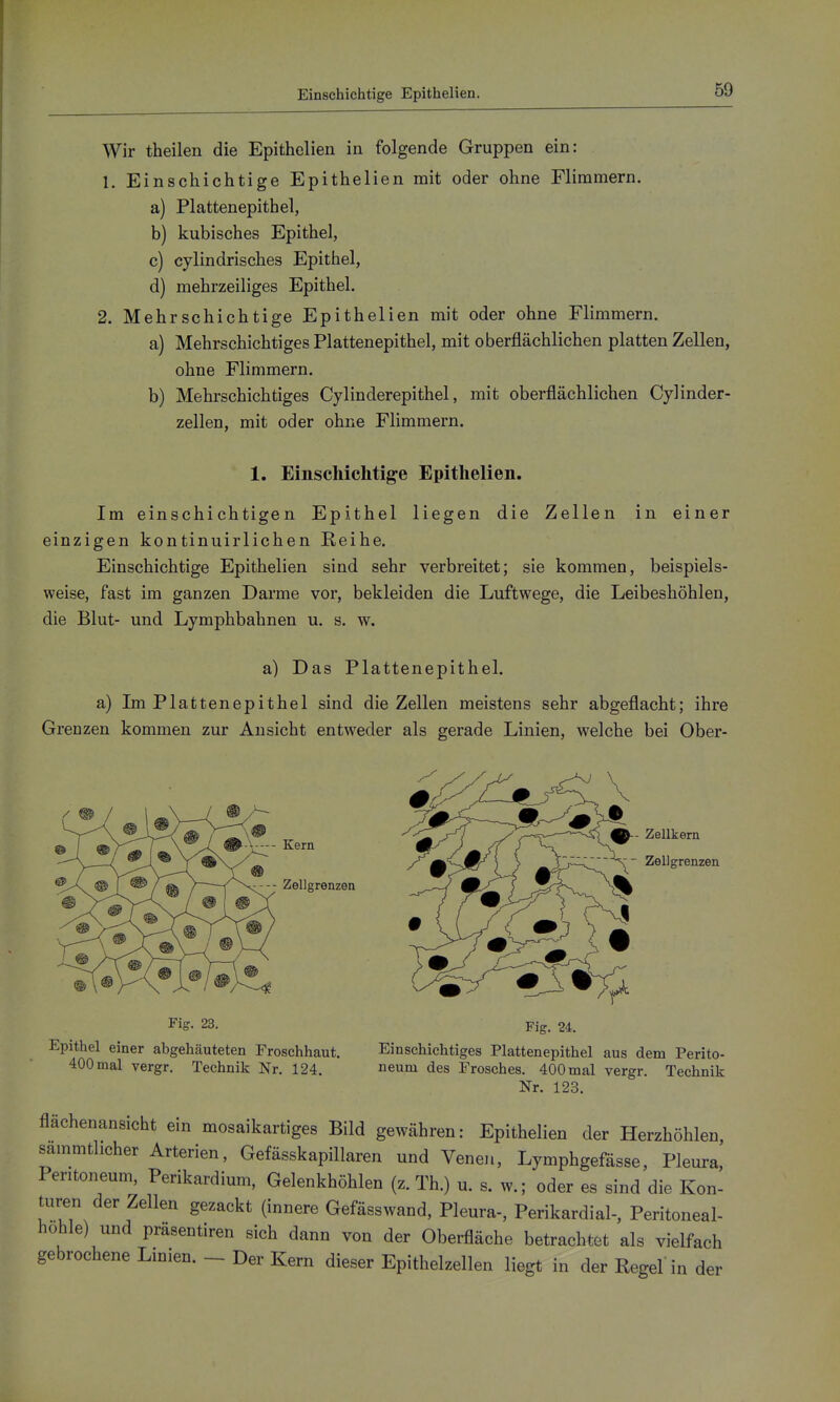 Wir theilen die Epithelien in folgende Gruppen ein: 1. Einschichtige Epithelien mit oder ohne Flimmern. a) Plattenepithel, b) kubisches Epithel, c) cylindrisches Epithel, d) mehrzelliges Epithel. 2. Mehrschichtige Epithelien mit oder ohne Flimmern. a) Mehrschichtiges Plattenepithel, mit oberflächlichen platten Zellen, ohne Flimmern. b) Mehrschichtiges Cylinderepithel, mit oberflächlichen Cylinder- zellen, mit oder ohne Flimmern. 1. Einschichtige Epithelien. Im einschichtigen Epithel liegen die Zellen in einer einzigen kontinuirlichen Reihe. Einschichtige Epithelien sind sehr verbreitet; sie kommen, beispiels- weise, fast im ganzen Darme vor, bekleiden die Luftwege, die Leibeshöhlen, die Blut- und Lymphbahnen u. s. w. a) Das Plattenepithel. a) Im Plattenepithel sind die Zellen meistens sehr abgeflacht; ihre Grenzen kommen zur Ansicht entweder als gerade Linien, welche bei Ober- Zellkern Zell grenzen Fig. 23. Fig. 24. Epithel einer abgehäuteten Froschhaut. Einschichtiges Plattenepithel aus dem Perito- 400 mal vergr. Technik Nr. 124. oeum des Frosches. 400 mal vergr. Technik Nr. 123. flächenansicht ein mosaikartiges Bild gewähren: Epithelien der Herzhöhlen, sammtlicher Arterien, Gefässkapillaren und Venen, Lymphgefässe, Pleura, Peritoneum, Perikardium, Gelenkhöhlen (z. Th.) u. s. w.; oder es sind die Kon- turen der Zellen gezackt (innere Gefässwand, Pleura-, Perikardial-, Peritoneal- höhle) und prasentiren sich dann von der Oberfläche betrachtet als vielfach gebrochene Linien. - Der Kern dieser Epithelzellen liegt in der Regel'in der