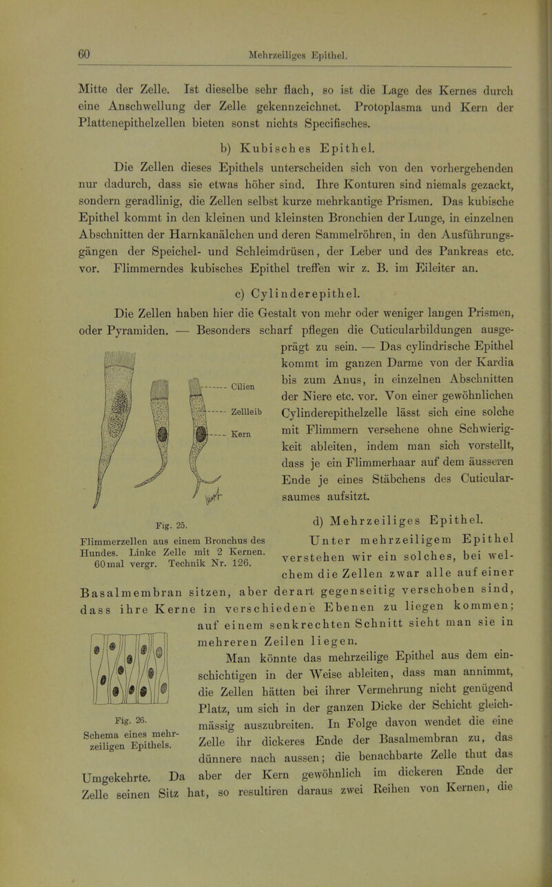Mitte der Zelle. Ist dieselbe sehr flach, so ist die Lage des Kernes durch eine Anschwellung der Zelle gekennzeichnet. Protoplasma und Kern der Plattenepithelzellen bieten sonst nichts Specifisches. b) Kubisches Epithel. Die Zellen dieses Epithels unterscheiden sich von den vorhergehenden nur dadurch, dass sie etwas höher sind. Ihre Konturen sind niemals gezackt, sondern geradlinig, die Zellen selbst kurze mehrkantige Prismen. Das kubische Epithel kommt in den kleinen und kleinsten Bronchien der Lunge, in einzelnen Abschnitten der Harnkauälchen und deren Sammelröhren, in den Ausführungs- gängen der Speichel- und Schleimdrüsen, der Leber und des Pankreas etc. vor. Flimmerndes kubisches Epithel treffen wir z. B. im Eileiter an. c) Cylinderepithel. Die Zellen haben hier die Gestalt von mehr oder weniger langen Prismen, oder Pyramiden. — Besonders scharf pflegen die Cuticularbildungen ausge- prägt zu sein. — Das cylindrische Epithel kommt im ganzen Darme von der Kardia bis zum Anus, in einzelnen Abschnitten der Niere etc. vor. Von einer gewöhnlichen Cylinderepithelzelle lässt sich eine solche mit Flimmern versehene ohne Schwierig- keit ableiten, indem man sich vorstellt, dass je ein Flimmerhaar auf dem äusseren Ende je eines Stäbchens des Cuticular- saumes aufsitzt. CUien --- Zellleib Kern Fig. 25. Flimmerzellen aus einem Bronchus des Hundes. Linke Zelle mit 2 Kernen. 60 mal vergr. Technik Nr. 126. d) Mehrzelliges Epithel. Unter mehrzelligem Epithel verstehen wir ein solches, bei wel- chem die Zellen zwar alle auf einer Basalmembran sitzen, aber derart gegenseitig verschoben sind, dass ihre Kerne in verschiedene Ebenen zu liegen kommen; auf einem senkrechten Schnitt sieht man sie in mehreren Zeilen liegen. Man könnte das mehrzellige Epithel aus dem ein- schichtigen in der Weise ableiten, dass man annimmt, die Zellen hätten bei ihrer Vermehrung nicht genügend Platz, um sich in der ganzen Dicke der Schicht gleich- mässig auszubreiten. In Folge davon wendet die eine Zelle ihr dickeres Ende der Basalmembran zu, das dünnere nach aussen; die benachbarte Zelle thut das aber der Kern gewöhnlich im dickeren Ende der Fig. 26. Schema eines mehr- zelligen Epithels. Umgekehrte. Da Zelle seinen Sitz hat, so resultiren daraus zwei Reihen von Kernen, die
