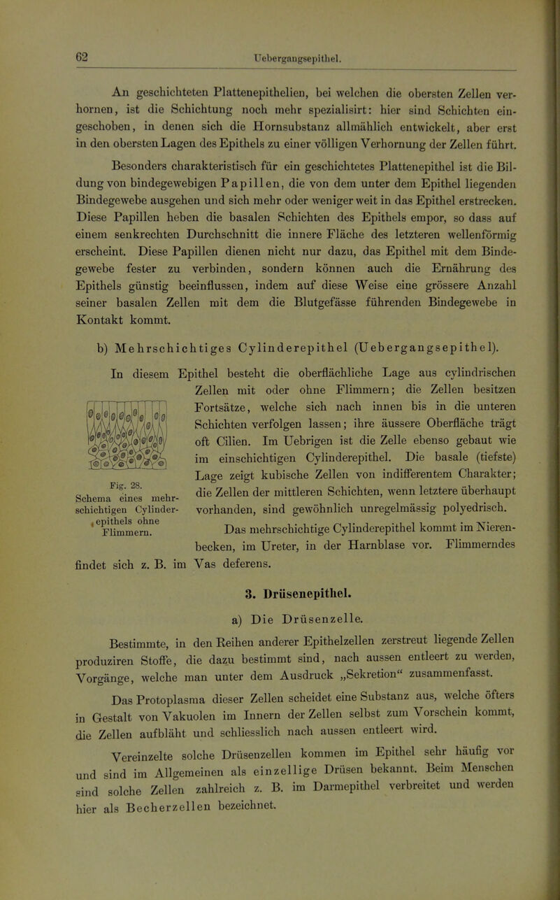 An geschichteten Plattenepithelien, bei welchen die obersten Zellen ver- hornen, ist die Schichtung noch mehr spezialisirt: hier sind Schichten ein- geschoben, in denen sich die Hornsubstanz allmählich entwickelt, aber erst in den obersten Lagen des Epithels zu einer völligen Verhornung der Zellen führt. Besonders charakteristisch für ein geschichtetes Plattenepithel ist die Bil- dung von bindegewebigen Papillen, die von dem unter dem Epithel liegenden Bindegewebe ausgehen und sich mehr oder weniger weit in das Epithel erstrecken. Diese Papillen heben die basalen Schichten des Epithels empor, so dass auf einem senkrechten Durchschnitt die innere Fläche des letzteren wellenförmig erscheint. Diese Papillen dienen nicht nur dazu, das Epithel mit dem Binde- gewebe fester zu verbinden, sondern können auch die Ernährung des Epithels günstig beeinflussen, indem auf diese Weise eine grössere Anzahl seiner basalen Zellen mit dem die Blutgefässe führenden Bindegewebe in Kontakt kommt. b) Mehrschichtiges Cylinderepithel (Uebergangsepithe 1). In diesem Epithel besteht die oberflächliche Lage aus cylindrlschen Zellen mit oder ohne Flimmern; die Zellen besitzen Fortsätze, welche sich nach innen bis in die unteren Schichten verfolgen lassen; ihre äussere Oberfläche trägt oft Cilien. Im Uebrigen ist die Zelle ebenso gebaut wie im einschichtigen Cylinderepithel. Die basale (tiefste) Lage zeigt kubische Zellen von indifierentem Charakter; die Zellen der mittleren Schichten, wenn letztere überhaupt vorhanden, sind gewöhnlich unregelmässig polyedrisch. Das mehrschichtige Cylinderepithel kommt im Nieren- becken, im Ureter, in der Harnblase vor. Flimmerndes findet sich z. B. im Vas deferens. 3. Drüsenepitliel. a) Die Drüsenzelle. Bestimmte, in den Reihen anderer Epithelzellen zerstreut liegende Zellen produziren Stoße, die dazu bestimmt sind, nach aussen entleert zu werden, Vorgänge, welche man unter dem Ausdruck „Sekretion zusammenfasst. Das Protoplasma dieser Zellen scheidet eine Substanz aus, welche öfters in Gestalt von Vakuolen im Innern der Zellen selbst zum Vorschein kommt, die Zellen aufbläht und schliesslich nach aussen entleert wird. Vereinzelte solche Drüsenzellen kommen im Epithel sehr häufig vor und sind im Allgemeinen als einzellige Drüsen bekannt. Beim Menschen sind solche Zellen zahlreich z. B. im Darmepithel verbreitet und werden hier als Becherzellen bezeichnet. Fig. 28. Schema eines mehr- schichtigen Cylinder- ^epithels ohne Flimmern.