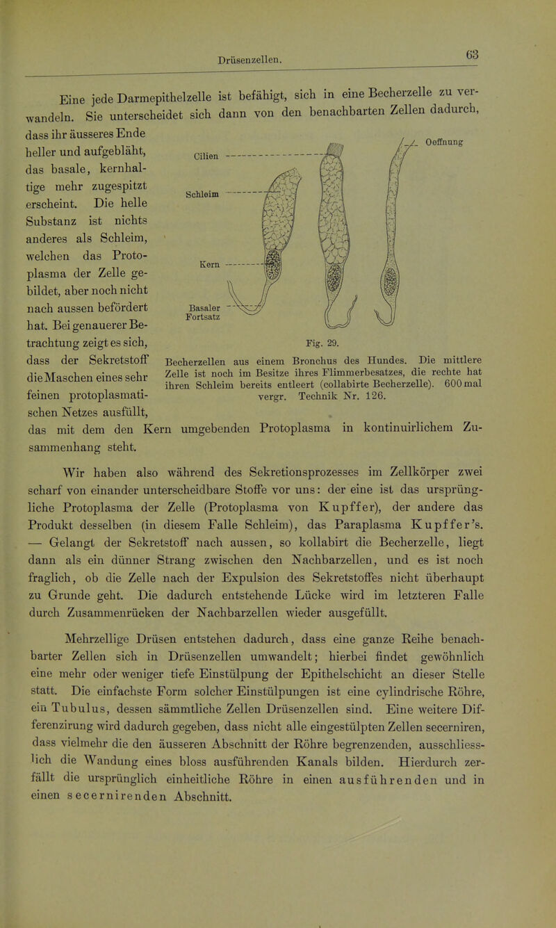 Cilien Schleim 'Ooffnung Kern Basaler Fortsatz Fig. 29. Becherzellen aus einem Bronchus des Hundes. Die mittlere Zelle ist noch im Besitze ihres Flimmerbesatzes, die rechte hat ihren Schleim bereits entleert (collabirte Becherzelle). 600 mal vergr. Technik Nr. 126. Eine jede Darmepithelzelle ist befähigt, sich in eine Becherzelle zu ver- wandeln. Sie unterscheidet sich dann von den benachbarten Zellen dadurch, dass ihr äusseres Ende heller und aufgebläht, das basale, kernhal- tige mehr zugespitzt erscheint. Die helle Substanz ist nichts anderes als Schleim, welchen das Proto- plasma der Zelle ge- bildet, aber noch nicht nach aussen befördert hat. Bei genauerer Be- trachtung zeigt es sich, dass der Sekretstoff dieMaschen eines sehr feinen protoplasmati- schen Netzes ausfüllt, das mit dem den Kern umgebenden Protoplasma in kontinuirlichera Zu- sammenhang steht. Wir haben also während des Sekretionsprozesses im Zellkörper zwei scharf von einander unterscheidbare Stoffe vor uns: der eine ist das ursprüng- liche Protoplasma der Zelle (Protoplasma von Kupffer), der andere das Produkt desselben (in diesem Falle Schleim), das Paraplasma Kupffer's. — Gelangt der Sekretstoff nach aussen, so kollabirt die Becherzelle, liegt dann als ein dünner Strang zwischen den Nachbarzellen, und es ist noch fraglich, ob die Zelle nach der Expulsion des Sekretstoffes nicht überhaupt zu Grunde geht. Die dadurch entstehende Lücke wird im letzteren Falle durch Zusammenrücken der Nachbarzellen wieder ausgefüllt. Mehrzellige Drüsen entstehen dadurch, dass eine ganze Reihe benach- barter Zellen sich in Drüsenzellen umwandelt; hierbei findet gewöhnlich eine mehr oder weniger tiefe Einstülpung der Epithelschicht an dieser Stelle statt. Die einfachste Form solcher Einstülpungen ist eine cylindrische Röhre, ein Tubulus, dessen sämmtliche Zellen Drüsenzellen sind. Eine weitere Dif- ferenzirung wird dadurch gegeben, dass nicht alle eingestülpten Zellen secerniren, dass vielmehr die den äusseren Abschnitt der Röhre begrenzenden, ausschliess- lich die Wandung eines bloss ausführenden Kanals bilden. Hierdurch zer- fällt die ursprünglich einheitliche Röhre in einen ausführenden und in einen secernirenden Abschnitt.