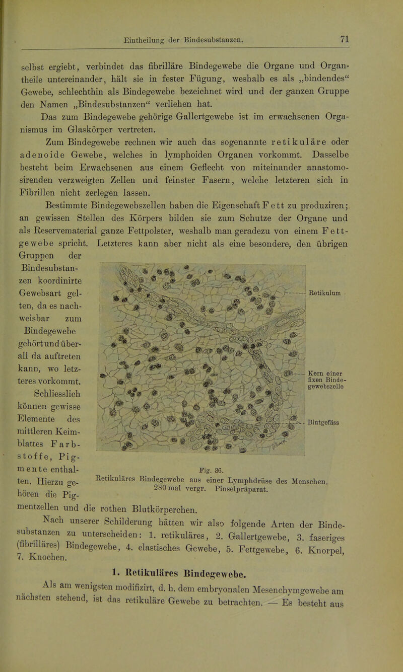 Retikulum selbst ergiebt, verbindet das fibrilläre Bindegewebe die Organe und Organ- theile untereinander, hält sie in fester Fügung, weshalb es als „bindendes Gewebe, schlechthin als Bindegewebe bezeichnet wird und der ganzen Gruppe den Namen „Bindesubstanzen verliehen hat. Das zum Bindegewebe gehörige Gallertgewebe ist im erwachsenen Orga- nismus im Glaskörper vertreten. Zum Bindegewebe rechnen wir auch das sogenannte retikuläre oder adenoide Gewebe, welches in lymphoiden Organen vorkommt. Dasselbe besteht beim Erwachsenen aus einem Geflecht von miteinander anastomo- sirenden verzweigten Zellen und feinster Fasern, welche letzteren sich in Fibrillen nicht zerlegen lassen. Bestimmte Bindegewebszellen haben die Eigenschaft Fett zu produziren; an gewissen Stellen des Körpers bilden sie zum Schutze der Organe und als Reservematerial ganze Fettpolster, weshalb man geradezu von einem Fett- gewebe spricht. Letzteres kann aber nicht als eine besondere, den übrigen Gruppen der Bindesubstan- zen koordinirte Gewebsart gel- ten, da es nach- weisbar zum Bindegewebe gehört und über- all da auftreten kann, wo letz- teres vorkommt. Schliesslich können gewisse Elemente des mittleren Keim- blattes Farb- stoffe, Pig- mente enthal- ten. Hierzu ge- hören die Pig- mentzellen und die rothen Blutkörperchen. Nach unserer Schilderung hätten wir also folgende Arten der Binde- substanzen zu unterscheiden: 1. retikuläres, 2. Gallertgewebe, 3. faseriges (fibriUares) Bindegewebe, 4. elastisches Gewebe, 5. Fettgewebe, 6. Knorpel. 7. Knochen. 1. Retikuläres Bindegewebe. Als am wenigsten modifizirt, d. h. dem embryonalen Mesenchymgewebe am nächsten stehend, ist das retikuläre Gewebe zu betrachten. - Es besteht aus ^ Kern einer fixen Binde- gewebszelle Fig. 36. Retikuläres Bindegewebe aus einer Lymphdrüse des Menschen. 280 mal vergr. Pinselpräparat.