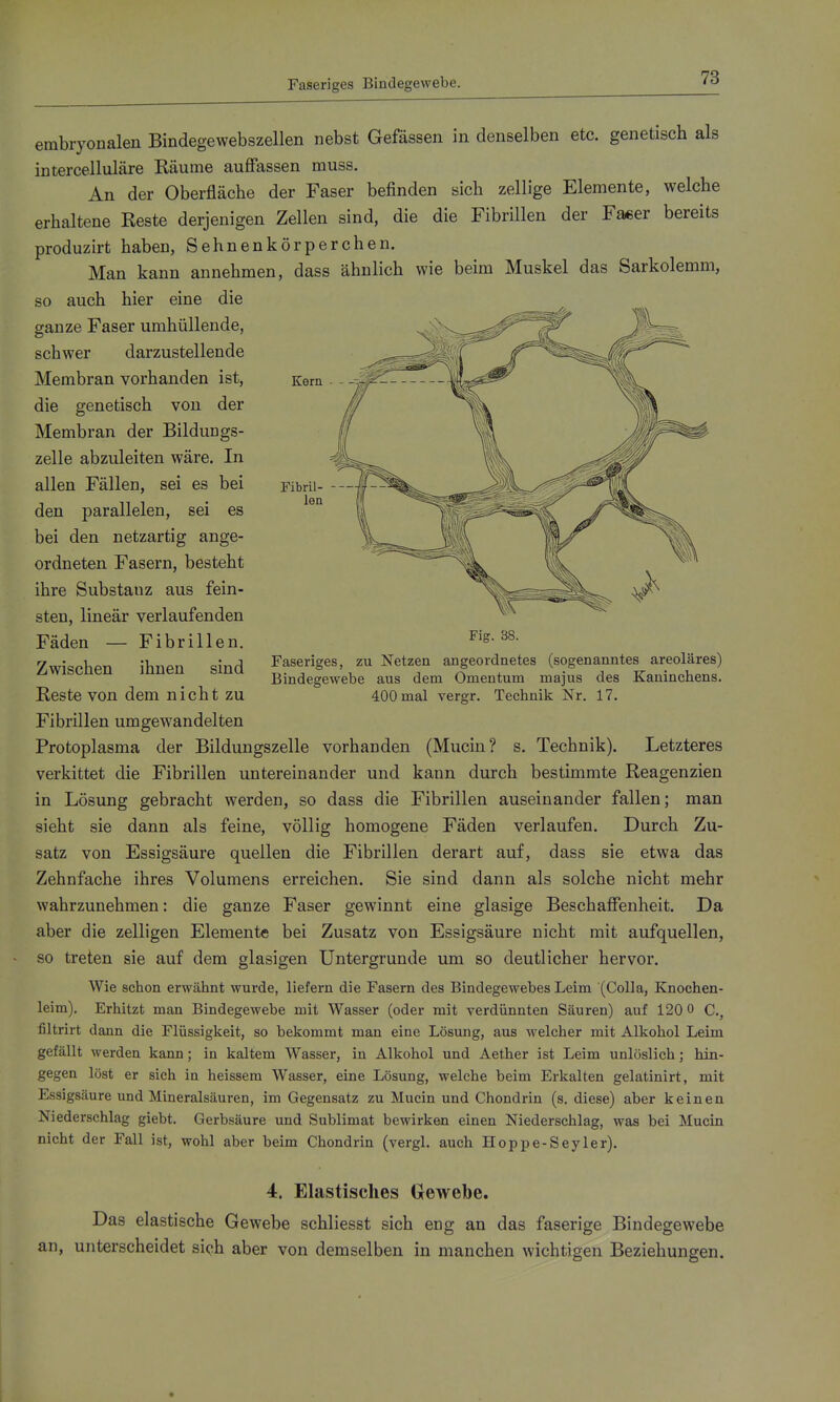 Faseriges Bindegewebe. Kern Fibril- len embryonalen Bindegewebszellen nebst Gefässen in denselben etc. genetisch als intercelluläre Käume auffassen muss. An der Oberfläche der Faser befinden sich zellige Elemente, welche erhaltene Beste derjenigen Zellen sind, die die Fibrillen der Fa^er bereits produzirt haben, Sehnenkörperchen. Man kann annehmen, dass ähnlich wie beim Muskel das Sarkolemm, so auch hier eine die ganze Faser umhüllende, schwer darzustellende Membran vorhanden ist, die genetisch von der Membran der Bildungs- zelle abzuleiten wäre. In allen Fällen, sei es bei den parallelen, sei es bei den netzartig ange- ordneten Fasern, besteht ihre Substanz aus fein- sten, linear verlaufenden Fäden — Fibrillen. Zwischen ihnen sind Reste von dem nicht zu Fibrillen umgewandelten Protoplasma der Bildungszelle vorhanden (Mucin? s. Technik). Letzteres verkittet die Fibrillen untereinander und kann durch bestimmte Reagenzien in Lösung gebracht werden, so dass die Fibrillen auseinander fallen; man sieht sie dann als feine, völlig homogene Fäden verlaufen. Durch Zu- satz von Essigsäure quellen die Fibrillen derart auf, dass sie etwa das Zehnfache ihres Volumens erreichen. Sie sind dann als solche nicht mehr wahrzunehmen: die ganze Faser gewinnt eine glasige Beschaffenheit. Da aber die zelligen Elemente bei Zusatz von Essigsäure nicht mit aufquellen, so treten sie auf dem glasigen Untergrunde um so deutlicher hervor. Wie schon erwähnt wurde, liefern die Fasern des Bindegewebes Leim (Colla, Knochen- leim). Erhitzt man Bindegewebe mit Wasser (oder mit verdünnten Säuren) auf 120 0 C., filtrirt dann die Flüssigkeit, so bekommt man eine Lösung, aus welcher mit Alkohol Leim gefällt werden kann; in kaltem Wasser, in Alkohol und Aether ist Leim unlöslich; hin- gegen löst er sich in heissera Wasser, eine Lösung, welche beim Erkalten gelatinirt, mit Essigsäure und Mineralsäuren, im Gegensatz zu Mucin und Chondrin (s. diese) aber keinen Niederschlag giebt. Gerbsäure und Sublimat bewirken einen Niederschlag, was bei Mucin nicht der Fall ist, wohl aber beim Chondrin (vergl. auch Hoppe-Seyler). 4. Elastisches Gewebe. Das elastische Gewebe schliesst sich eng an das faserige Bindegewebe an, unterscheidet sich aber von demselben in manchen wichtigen Beziehungen. Fig. 38. Faseriges, zu Netzen angeordnetes (sogenanntes areoläres) Bindegewebe aus dem Omentum majus des Kaninchens. 400 mal vergr. Technik Nr. 17.