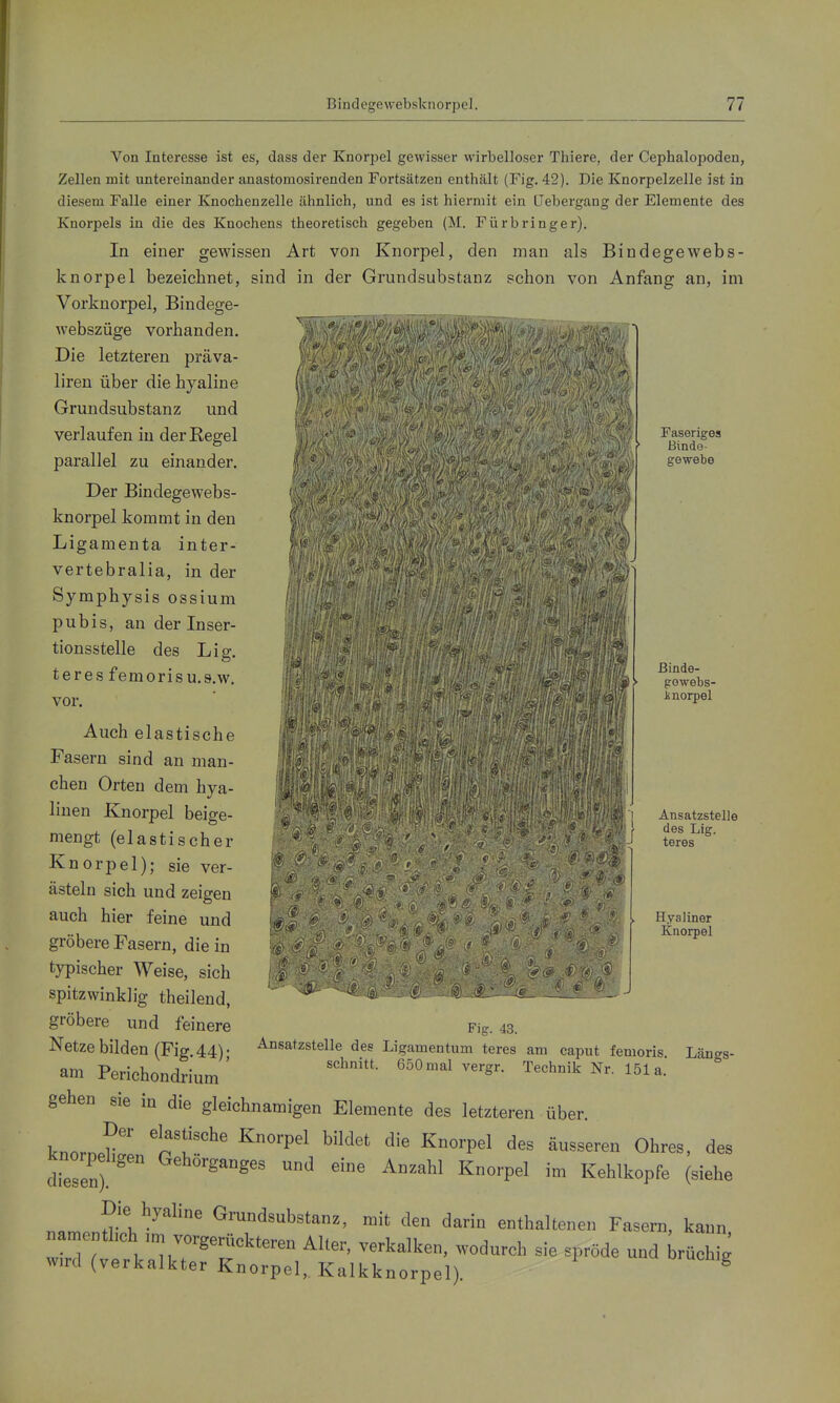Faseriges Binde- gewebe Von Interesse ist es, dass der Knorpel gewisser wirbelloser Thiere, der Cephalopoden, Zellen mit untereinander anastomosirenden Fortsätzen enthält (Fig. 42). Die Knorpelzelle ist in diesem Falle einer Knochenzelle ähnlich, und es ist hiermit ein üebergang der Elemente des Knorpels in die des Knochens theoretisch gegeben (M. Für bringer). In einei* gewissen Art von Knorpel, den man als Bindegewebs- knorpel bezeichnet, sind in der Grundsubstanz schon von Anfang an, im Vorknorpel, Bindege- ____„_ webszüge vorhanden. Die letzteren präva- liren über die hyaline Grundsubstanz und verlaufen in der Regel parallel zu einander. Der Bindegewebs- knorpel kommt in den Ligamenta inter- vertebralia, in der Symphysis ossium pubis, an der Inser- tionsstelle des Lig. teres femorisu.s.w. vor. Auch elastische Fasern sind an man- chen Orten dem hya- linen Knorpel beige- mengt (elastischer Knorpel); sie ver- ästeln sich und zeigen auch hier feine und gröbere Fasern, die in typischer Weise, sich spitzwinklig theilend, gröbere und feinere Netze bilden (Fig. 44); am Perichondrium ßinde- gowebs- inorpel Fig. 43. 4 f '® Ansatzstelle des Lig. teres Hyaliner Knorpel Ansatzstelle des Ligamentum teres am caput femoris. Längs- schnitt. 650 mal vergr. Technik Nr. 151a. gehen sie in die gleichnamigen Elemente des letzteren über. knornpr'' 'n'^''^' ^''^'^ ^^^'P^^ äusseren Ohres, des knorpeligen Gehörganges und eine Anzahl Knorpel im Kehlkopfe (siehe Die hyaline Grundsubstanz, mit den darin enthaltenen Fasern, kann namentlich m. vorgerückteren Alter, verkalken, wodurch sie spröde und Lrüchi^ wird (verkalkter Knorpel, Kalkknorpel) ^