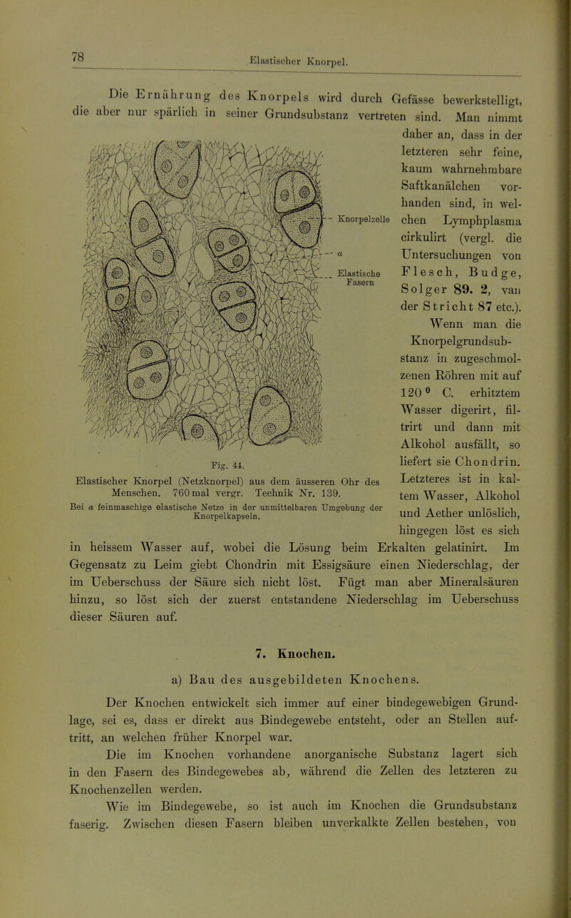 Elastischer Knorpel. Elastische Fasern Die Ernährung des Knorpels wird durch Gefässe bewerkstelligt, die aber nur spärlich in seiner Grundsubstanz vertreten sind. Man nimmt daher an, dass in der letzteren sehr feine, kaum wahrnehmbare Saftkanälchen vor- handen sind, in wel- - Knorpelzelle chen Lymphplasma cirkulirt (vergl. die ' « Untersuchungen von Flesch, Budge, Solger 89. 2, van der Stricht 87 etc.). Wenn man die Knorpelgrundsub- stanz in zugeschmol- zenen Röhren mit auf 120 0 C. erhitztem Wasser digerirt, fil- trirt und dann mit Alkohol ausfällt, so liefert sie Chondrin. Letzteres ist in kal- tem Wasser, Alkohol und Aether unlöslich, hingegen löst es sich in heissem Wasser auf, wobei die Lösung beim Erkalten gelatinirt. Im Gegensatz zu Leim giebt Chondrin mit Essigsäure einen Niederschlag, der im Ueberschuss der Säure sich nicht löst. Fügt man aber Mineralsäuren hinzu, so löst sich der zuerst entstandene Niederschlag im Ueberschuss dieser Säuren auf. Fig. 44. Elastischer Knorpel (Netzknorpel) aus dem äussei'en Ohr des Menschen. 760 mal vergr. Technik Nr. 139. Bei a feinmaschige elastische Netze in der unmittelbaren Umgebung der Knorpelkapseln. 7. Knochen, a) Bau des ausgebildeten Knochens. Der Knochen entwickelt sich immer auf einer bindegewebigen Grund- lage, sei es, dass er direkt aus Bindegewebe entsteht, oder an Stellen auf- tritt, an welchen früher Knorpel war. Die im Knochen vorhandene anorganische Substanz lagert sich in den Fasern des Bindegewebes ab, während die Zellen des letzteren zu Knochenzellen werden. Wie im Bindegewebe, so ist auch im Knochen die Grundsubstanz faserig. Zwischen diesen Fasern bleiben unverkalkte Zellen bestehen, von