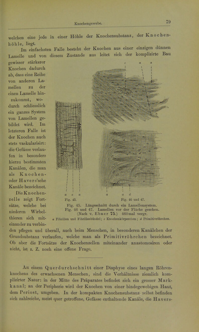 Knochengewebe. in einer Höhle der Knochensubstanz, der Knocben- welchen eine jede höhle, liegt. Im einfachsten Falle besteht der Knochen aus einer einzigen dünnen Lamelle und von diesem Zustande aus leitet sich der komplizirte Bau gewisser stärkerer c a a Knochen dadurch ab, dass eine Reihe von anderen La- mellen zu der einen Lamelle hin- zukommt, wo- durch schliesslich ein ganzes System von Lamellen ge- bildet wird. Im letzteren Falle ist der Knochen auch stets vaskularisirt: die Gefässe verlau- fen in besonders hierzu bestimmten Kanälen, die man als Knochen- oder Havers'sche Kanäle bezeichnet. DieKnochen- zelle zeigt Fort- sätze, welche bei niederen Wirbel- thieren sich mit- einander zu verbin- C? I I d Fig. 46 und 47. Fig. 45. Längsschnitt durch ein Lamellensystem. Fig. 46 und 47. Lamellen vor der Fläche gesehen. (Nach V. Ebner 75.) 460mal vergr. a Fibrillen und Fibrillenbündel; c Knochenkörperchen; d Primitivröhrchen. den pflegen und überall, auch beim Menschen, in besonderen Kanälchen der Grundsubstanz verlaufen, welche man als Primitivröhrchen bezeichnet. Ob aber die Fortsätze der Knochenzellen miteinander anastomosiren oder nicht, ist z. Z. noch eine offene Frage. An einem Querdurchschnitt einer Diaphyse eines langen Röhren- knochens des erwachsenen Menschen, sind die Verhältnisse ziemlich kom- plizirter Natur: in der Mitte des Präparates befindet sich ein grosser Mark- kanal; an der Peripherie wird der Knochen von einer bindegewebigen Haut, dem Periost, umgeben. In der kompakten Knochensubstanz selbst befinden sich zahlreiche, meist quer getrofiene, Gefässe enthaltende Kanäle, die Hävers-