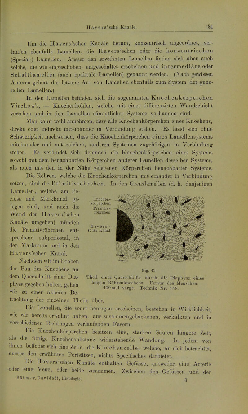 Um die Havers'schen Kanäle herum, konzeutrisch augeordnet, ver- laufen ebenfalls Lamellen, die Havers'schen oder die konzentrischen (Spezial-) Lamellen. Ausser den erwähnten Lamellen finden sich aber auch solche, die wie eingeschoben, eingeschaltet erscheinen und intermediäre oder Schaltlamellen (auch epaktale Lamellen) genannt werden. (Nach gewissen Autoren gehört die letztere Art von Lamellen ebenfalls zum System der gene- rellen Lamellen.) In den Lamellen befinden sich die sogenannten Knochenkörperchen Virchow's, — Knochenhöhlen, welche mit einer differenzirten Wandschicht versehen und in den Lamellen sämmtlicher Systeme vorhanden sind. Man kann wohl annehmen, dass alle Knochenkörperchen eines Knochens, direkt oder indirekt miteinander in Verbindung stehen. Es lässt sich ohne Schwierigkeit nachweisen, dass die Knochenkörperchen eines Lamellensystems miteinander und mit solchen, anderen Systemen zugehörigen in Verbindung stehen. Es verbindet sich demnach ein Knochenkörperchen eines Systems sowohl mit dem benachbarten Körperchen anderer Lamellen desselben Systems, als auch mit den in der Nähe gelegenen Körperchen benachbarter Systeme. Die Röhren, welche die Knochenkörperchen mit einander in Verbindung setzen, sind die Primitivröhrchen. In den Grenzlamellen (d. h. denjenigen Lamellen, welche am Pe- riost und Markkanal ge- legen sind, und auch die Wand der Havers'schen Kanäle umgeben) münden die Primitivröhrchen ent- sprechend subperiostal, in den Markraum und in den Havers'schen Kanal. Nachdem wir im Groben den Bau des Knochens an dem Querschnitt einer Dia- physe gegeben haben, gehen wir zu einer näheren Be- trachtung der einzelnen Theile über. Die Lamellen, die sonst homogen erscheinen, bestehen in Wirklichkeit, wie wir bereits erwähnt haben, aus zusammengebackenen, verkalkten und in verschiedenen Richtungen verlaufenden Fasern. Die Knochenkörperchen besitzen eine, starken Säuren längere Zeit, als die übrige Knochensubstanz widerstehende Wandung. In jedem von ihnen befindet sich eine Zelle, die Knochenzelle, welche, an sich betrachtet, ausser den erwähnten Fortsätzen, nichts Specifisches darbietet. Die Havers'schen Kanäle enthalten Gefäase, entweder eine Arterie oder eine Vene, oder beide zusammen. Zwischen den Gefässen und der Böhm-V. Dayidoff, Histologie. g Knochen- körperchen Primitiv- röhrchen H avers '- scher Kanal Fig. 49. Tiieil eines Qiierschliffcs durch die Diaphj^se eines langen Röhrenknochens. Feniur des Menschen. 400 mal vergr. Technik Nr. 148.