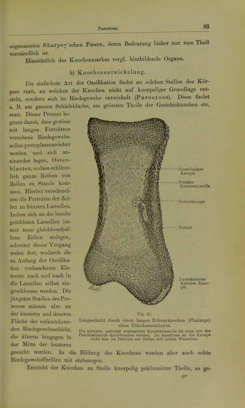 Parostose. sogenannten Sharpey'schen Fasern, deren Bedeutung bisher nur zum Theil verständlich ist. Hinsichtlich des Knochenmarkes vergl. blutbildende Organe. b) Knochenentwickelung. Die einfachste Art der Ossifikation findet an solchen Stellen des Kör- pers statt, an welchen der Knochen nicht auf knorpeliger Grundlage ent- steht, sondern sich im Bindegewebe entwickelt (Parostose). Diese findet z. B. am ganzen Schädeldache, am grössten Theile der Gesichtsknochen etc. statt. Dieser Prozess be- ginnt damit, dass gewisse mit langen Fortsätzen versehene Bindegewebs- zellen protoplasmareicher werden und sich an- einander legen, Osteo- blasten, sodass schliess- lich ganze Reihen von Zellen zu Stande kom- men. Hierbei verschmel- zen die Fortsätze der Zel- len zu feinsten Lamellen. Indem sich an die bereits gebildeten Lamellen im- mer neue gleichbeschaf- fene Zellen anlegen, schreitet dieser Vorgang weiter fort, wodurch die zu Anfang der Ossifika- tion vorhandenen Ele- mente nach und nach in die Laraellen selbst ein- geschlossen werden. Die jüngsten Stadien des Pro- zesses müssen also au der äusseren und inneren Fläche der verknöchern- den Bindegewebsschicht, die älteren hingegen in Grossblasiger Knorpel Primäre Knochenlamelle Periostknospe Periost Unveränderter hyaliner Knor- pel Fig. 51. Längsschnitt durch einen langen Röhrenknochen (Phalange) eines Eidechsenembryos. Die primäre, poriostal entstandene Knochenlamelle ist oben von der Periostalknospe durchbrochen wordon. Im Anschluss an die Knospo sieht man im Perioste ein Gefäss mit rothen Blutzellen. der Mitte der letzteren gesucht werden. In die Bildung des Knochens werden aber auch echte Bindegewebsfibrillen mit einbezogen. Entsteht der Knochen an Stelle knorpelig präformirter Theile, so ge- 6*