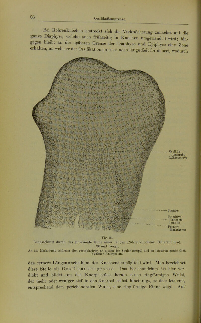 Bei Röhrenknochen erstreckt sich die Verknöcherung zunächst auf die ganze Diaphyse, welche auch frühzeitig in Knochen umgewandelt wird; hin- gegen bleibt an der späteren Grenze der Diaphyse und Epiphyse eine'Zone erlialten. an welcher der Ossifikationsprozess noch lange Zeit fortdauert, wodurch ^V•. . Ossifika- tionsgrabe („Encoche) ' • • \t' Periost Primitive Knochen- lainelle Primäre Alariiräume Fip. 53. Längsschnitt durch das proximale Ende eines langen Röhrenknochens (Schafembryo). 30 mal vergr. An die Markräume schliesst sich grossblasijjer, an diesen der Säiulenknorpel und an letzteren gewöhnlich hyaliner Knorpel an. das fernere Längen wach sth um des Knochens ermöglicht wird. Man bezeichnet diese Stelle als Ossifikationsgrenze. Das Perichondrium ist hier ver- dickt und bildet um das Knorpelstück herum einen ringförmigen Wulst, der mehr oder weniger tief in den Knorpel selbst hineinragt, so dass letzterer, entsprechend dem perichondraleu Wulst, eine ringförmige Rinne zeigt. Auf