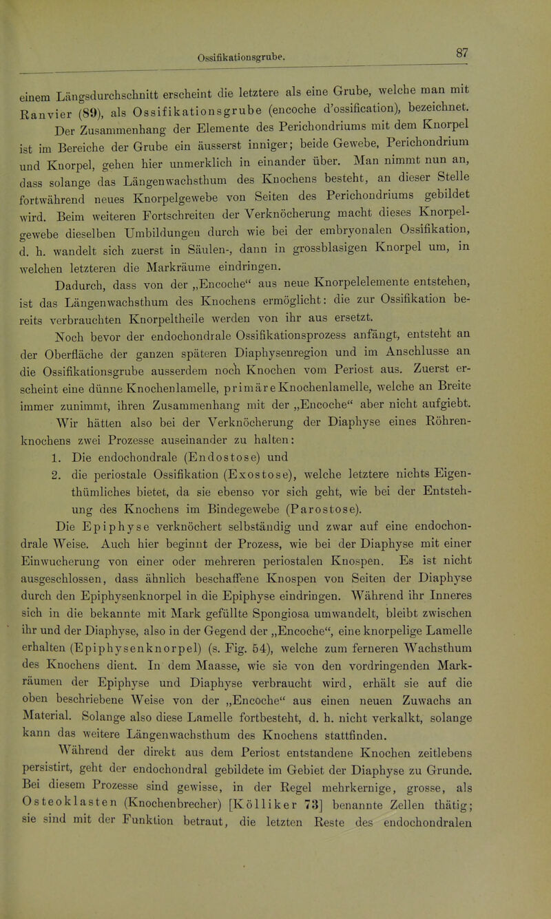 einem Längsdurchschnitt erscheint die letztere als eine Grube, welche man mit Ranvier (89), als Ossifikationsgrube (encoche d'ossification), bezeichnet. Der Zusammenhang der Elemente des Perichondriums mit dem Knorpel ist im Bereiche der Grube ein äusserst inniger; beide Gewebe. Perichondrium und Knorpel, gehen hier unmerklich in einander über. Man nimmt nun an, dass solange das Längenwachsthum des Knochens besteht, an dieser Stelle fortwährend neues Knorpelgewebe von Seiten des Perichondriums gebildet wird. Beim weiteren Fortschreiten der Verknöcherung macht dieses Knorpel- gewebe dieselben Umbildungen durch wie bei der embryonalen Ossifikation, d. h. wandelt sich zuerst in Säulen-, dann in grossblasigen Knorpel um, in welchen letzteren die Markräume eindringen. Dadurch, dass von der „Encoche aus neue Knorpelelemente entstehen, ist das Längen wachsthum des Knochens ermöglicht: die zur Ossifikation be- reits verbrauchten Knorpeltheile werden von ihr aus ersetzt. Noch bevor der endochondrale Ossifikationsprozess anfängt, entsteht an der Oberfläche der ganzen späteren Diaphysenregion und im Anschlüsse an die Ossifikationsgrube ausserdem nocli Knochen vom Periost aus. Zuerst er- scheint eine dünne Knochenlamelle, primäre Knochenlamelle, welche an Breite immer zunimmt, ihren Zusammenhang mit der „Encoche aber nicht aufgiebt. Wir hätten also bei der Verknöcherung der Diaphyse eines Röhren- knochens zwei Prozesse auseinander zu halten: 1. Die endochondrale (Endostose) und 2. die periostale Ossifikation (Exostose), welche letztere nichts Eigen- thümliches bietet, da sie ebenso vor sich geht, wie bei der Entsteh- ung des Knochens im Bindegewebe (Parostose). Die Epiphyse verknöchert selbständig und zwar auf eine endochon- drale Weise. Auch hier beginnt der Prozess, wie bei der Diaphyse mit einer Einwucherung von einer oder mehreren periostalen Knospen, Es ist nicht ausgeschlossen, dass ähnlich beschafi*ene Knospen von Seiten der Diaphyse durch den Epiphysenknorpel in die Epiphyse eindringen. Während ihr Inneres sich in die bekannte mit Mark gefüllte Spongiosa umwandelt, bleibt zwischen ihr und der Diaphyse, also in der Gegend der „Encoche, eine knorpelige Lamelle erhalten (Epiphysenknorpel) (s. Fig. 64), welche zum ferneren Wachsthum des Knochens dient. In dem Maasse, wie sie von den vordringenden Mark- räumen der Epiphyse und Diaphyse verbraucht wird, erhält sie auf die oben beschriebene Weise von der „Encoche aus einen neuen Zuwachs an Material. Solange also diese Lamelle fortbesteht, d. h. nicht verkalkt, solange kann das weitere Längenwachsthum des Knochens stattfinden. Während der direkt aus dem Periost entstandene Knochen zeitlebens persistirt, geht der endochondral gebildete im Gebiet der Diaphyse zu Grunde. Bei diesem Prozesse sind gewisse, in der Regel mehrkernige, grosse, als Osteoklasten (Knochenbrecher) [Kölliker 73] benannte Zellen thätig; sie sind mit der Funktion betraut, die letzten Reste des eudochondralen