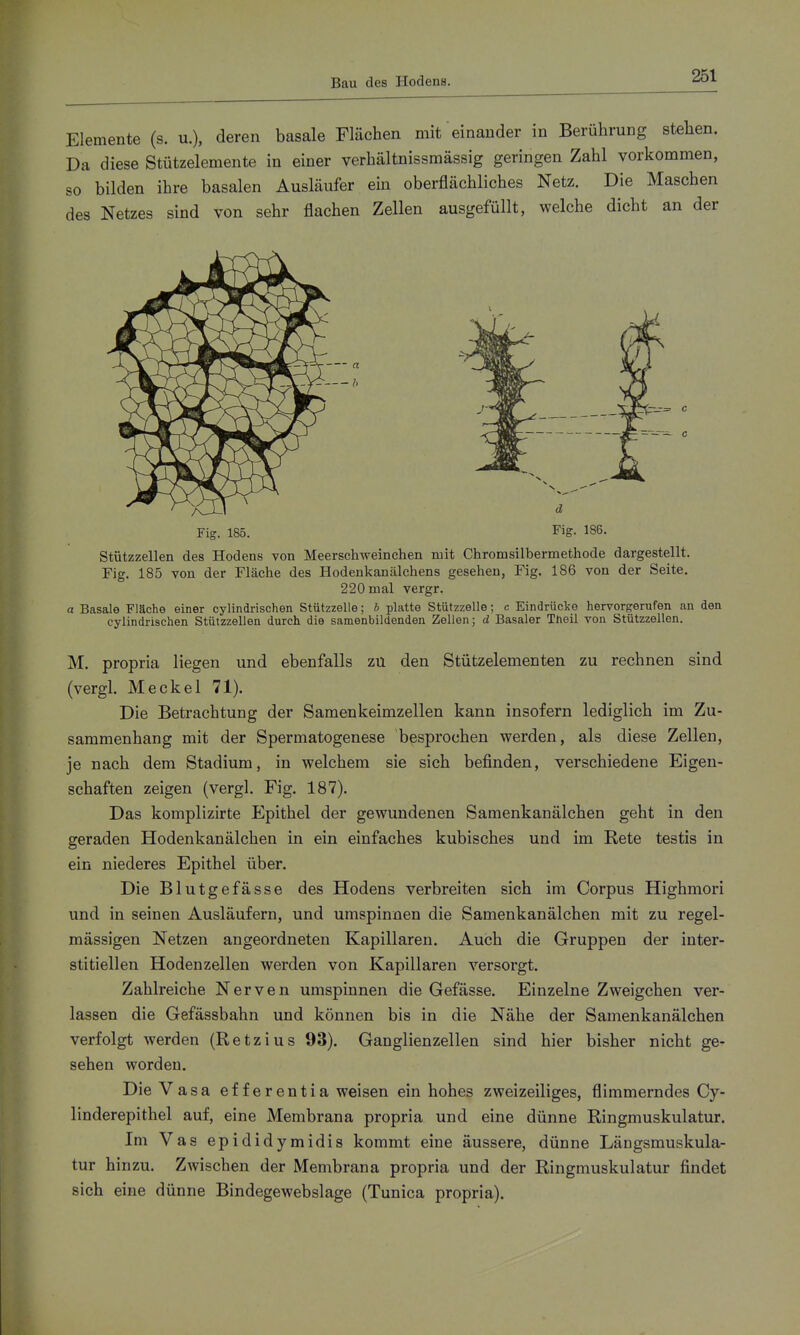 Elemente (s. u.), deren basale Flächen mit einander in Berührung stehen. Da diese Stützelemente in einer verhältnissmässig geringen Zahl vorkommen, so bilden ihre basalen Ausläufer em oberflächliches Netz. Die Maschen des Netzes sind von sehr flachen Zellen ausgefüllt, welche dicht an der Fig. 185. Fig. 186. Stützzellen des Hodens von Meerschweinchen mit Chromsilbermethode dargestellt. Fig. 185 von der Fläche des Hodenkanälchens gesehen, Fig. 186 von der Seite. 220 mal vergr. a Basale Fläche einer cylindrischen Stützzelle; b platte Stützzelle; c Eindrücke hervorgerufen an den cylindrischen Stützzellen durch die samenbildenden Zellen; d Basaler Theil von Stützzellen. M. propria liegen und ebenfalls zu den Stützelementen zu rechnen sind (vergl. Meckel 71). Die Betrachtung der Samenkeimzellen kann insofern lediglich im Zu- sammenhang mit der Spermatogenese besprochen werden, als diese Zellen, je nach dem Stadium, in welchem sie sich befinden, verschiedene Eigen- schaften zeigen (vergl. Fig. 187). Das komplizirte Epithel der gewundenen Samenkanälchen geht in den geraden Hodenkanälchen in ein einfaches kubisches und im Rete testis in ein niederes Epithel über. Die Blutgefässe des Hodens verbreiten sich im Corpus Highmori und in seinen Ausläufern, und umspinnen die Samenkanälchen mit zu regel- mässigen Netzen angeordneten Kapillaren. Auch die Gruppen der inter- stitiellen Hodenzellen werden von Kapillaren versorgt. Zahlreiche Nerven umspinnen die Gefässe. Einzelne Zweigchen ver- lassen die Gefässbahn und können bis in die Nähe der Samenkanälchen verfolgt werden (Retzius 93). Ganglienzellen sind hier bisher nicht ge- sehen worden. Die Vasa efferentia weisen ein hohes zweizeiliges, flimmerndes Cy- linderepithel auf, eine Membrana propria und eine dünne Ringmuskulatur. Im V as epididymidis kommt eine äussere, dünne Längsmuskula- tur hinzu. Zwischen der Membrana propria und der Ringmuskulatur findet sich eine dünne Bindegewebslage (Tunica propria).
