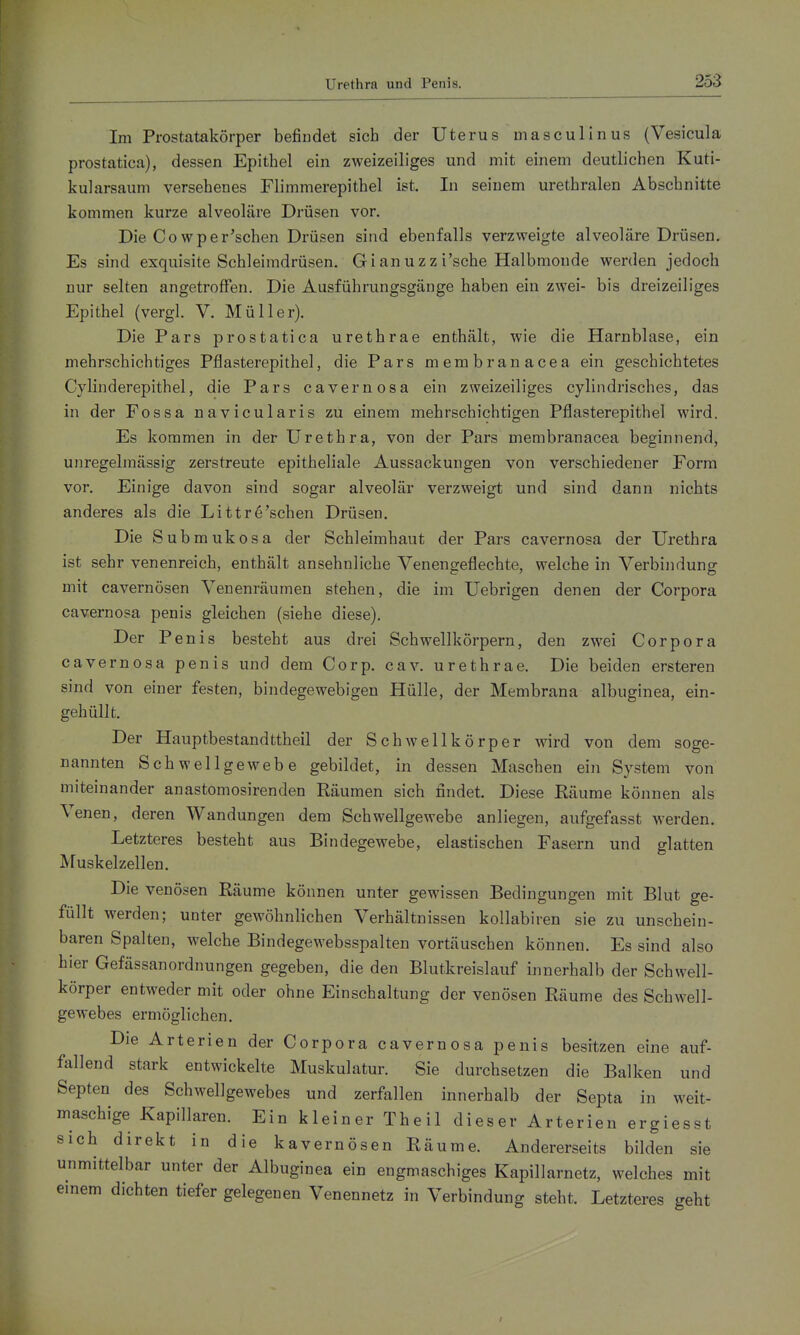 Im Prostatakörper befindet sich der Uterus mascullnus (Vesicula prostatica), dessen Epithel ein zweizeiliges und mit einem deutlichen Kuti- kularsauni versehenes Flimmerepithel ist. In seinem urethralen Abschnitte kommen kurze alveoläre Drüsen vor. Die Cowper'schen Drüsen sind ebenfalls verzweigte alveoläre Drüsen, Es sind exquisite Schleimdrüsen. G i an uz zi'sche Halbmonde werden jedoch nur selten angetroffen. Die Ausführungsgänge haben ein zwei- bis dreizeiliges Epithel (vergl. V. Müller). Die Pars prostatica urethrae enthält, wie die Harnblase, ein mehrschichtiges Pflasterepithel, die Pars membranacea ein geschichtetes Cylinderepithel, die Pars cavernosa ein zweizeiliges cylindrisches, das in der Fossa navicularis zu einem mehrschichtigen Pflasterepithel wird. Es kommen in der Urethra, von der Pars membranacea beginnend, unregelmässig zerstreute epitheliale Aussackungen von verschiedener Form vor. Einige davon sind sogar alveolär verzweigt und sind dann nichts anderes als die Littre'schen Drüsen, Die Submukosa der Schleimhaut der Pars cavernosa der Urethra ist sehr venenreich, enthält ansehnliche Venengeflechte, welche in Verbindung mit cavernösen Venenräumen stehen, die im Uebrigen denen der Corpora cavernosa penis gleichen (siehe diese). Der Penis besteht aus drei Schwellkörpern, den zwei Corpora cavernosa penis und dem Corp, cav, urethrae. Die beiden ersteren sind von einer festen, bindegewebigen Hülle, der Membrana albuginea, ein- gehüllt. Der Hauptbestandttheil der Schwellkörper wird von dem soge- nannten Schwellgewebe gebildet, in dessen Maschen ein System von miteinander anastomosirenden Räumen sich findet. Diese Räume können als Venen, deren Wandungen dem Schwellgewebe anliegen, aufgefasst werden. Letzteres besteht aus Bindegewebe, elastischen Fasern und glatten Muskelzellen. Die venösen Räume können unter gewissen Bedingungen mit Blut ge- füllt werden; unter gewöhnlichen Verhältnissen kollabiren sie zu unschein- baren Spalten, welche Bindegewebsspalten vortäuschen können. Es sind also hier Gefässanordnungen gegeben, die den Blutkreislauf innerhalb der Schwell- körper entweder mit oder ohne Einschaltung der venösen Räume des Schwell- gewebes ermöglichen. Die Arterien der Corpora cavernosa penis besitzen eine auf- fallend stark entwickelte Muskulatur. Sie durchsetzen die Balken und Septen des Schwellgewebes und zerfallen innerhalb der Septa in weit- maschige Kapillaren. Ein kleiner Theil dieser Arterien ergiesst sich direkt in die kavernösen Räume. Andererseits bilden sie unmittelbar unter der Albuginea ein engmaschiges Kapillarnetz, welches mit emem dichten tiefer gelegenen Venennetz in Verbindung steht. Letzteres geht