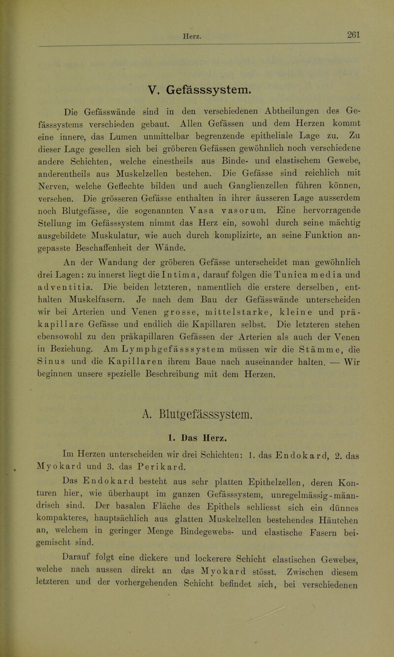 V. Gefässsystem. Die Gefässwände sind in den verschiedenen Abtheilungen des Ge- fässsystems verschieden gebaut. Allen Gefässen und dem Herzen kommt eine innere, das Lumen unmittelbar begrenzende epitheliale Lage zu. Zu dieser Lage gesellen sich bei gröberen Gefässen gewöhnlich noch verschiedene andere Schichten, welche einestheils aus Binde- und elastischem Gewebe, anderentheils aus Muskelzellen bestehen. Die Gefässe sind reichlich mit Nerven, welche Geflechte bilden und auch Ganglienzellen führen können, versehen. Die grösseren Gefässe enthalten in ihrer äusseren Lage ausserdem noch Blutgefässe, die sogenannten Vasa vasorum. Eine hervorragende Stellung im Gefässsystem nimmt das Herz ein, sowohl durch seine mächtig ausgebildete Muskulatur, wie auch durch komplizirte, an seine Funktion an- gepasste Beschaffenheit der Wände. An der Wandung der gröberen Gefässe unterscheidet man gewöhnlich drei Lagen: zu innerst liegt die In tim a, darauf folgen die Tunica media und adventitia. Die beiden letzteren, namentlich die erstere derselben, ent- halten Muskelfasern. Je nach dem Bau der Gefässwände unterscheiden wir bei Arterien und Venen grosse, mittelstarke, kleine und prä- kapillare Gefässe und endlich die Kapillaren selbst. Die letzteren stehen ebensowohl zu den präkapillaren Gefässen der Arterien als auch der Venen in Beziehung. Am Lymphgefässsystem müssen wir die Stämme, die Sinus und die Kapillaren ihrem Baue nach auseinander halten. — Wir beginnen unsere spezielle Beschreibung mit dem Herzen. A. Blutgefässsystem. 1. Das Herz. Im Herzen unterscheiden wir drei Schichten: 1. das Endokard, 2. das Myokard und 3. das Perikard. Das Endokard besteht aus sehr platten Epithelzellen, deren Kon- turen hier, wie überhaupt im ganzen Gefässsystem, unregelmässig - mäan- drisch sind. Der basalen Fläche des Epithels schliesst sich ein dünnes kompakteres, hauptsächlich aus glatten Muskelzellen bestehendes Häutchen an, welchem in geringer Menge Bindegewebs- und elastische Fasern bei- gemischt sind. Darauf folgt eine dickere und lockerere Schicht elastischen Gewebes, welche nach aussen direkt an das Myokard stösst. Zwischen diesem letzteren und der vorhergehenden Schicht befindet sich, bei verschiedenen