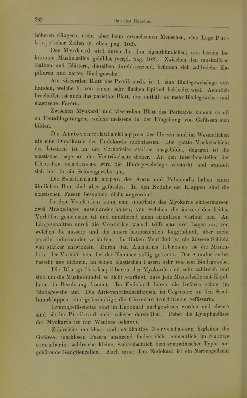 2G2 höheren Säugern, nicht aber beim erwachseneu Menschen, eine Lage Pur- kinje'scher Zellen (s. oben pag. 102). Das Myokard wird durch die ihm eigenthümlichen, uns bereits be- kannten Muskelzellen gebildet (vergl. pag. 102). Zwischen den muskulösen Balken und Blättern, dieselben durchkreuzend, befinden sich zahlreiche Ka- pillaren und zartes Bindegewebe. Am visceralen Blatt des Perikards ist 1. eine Bindegewebslage vor- handen, welche 2. von einem sehr flachen Epithel bekleidet wird. Aehnlich beschaffen ist auch das parietale Blatt, nur enthält es mehr Bindegewebs- und elastische Fasern. Zwischen Myokard und visceralem Blatt des Perikards kommt es oft zu Fettablagerungen, welche meistens in der Umgebung von Gefässen sich bilden. Die Atrioventrikularklappen des Herzen sind im Wesentlichen als eine Duplikatur des Endokards aufzufassen. Die glatte Muskelschicht des letzteren ist an der Vorhofseite stärker ausgebildet, dagegen ist die elastische Lage an der Ventrikelseite dicker. An den Insertionsstellen der Chordae tendineae wird die Bindegewebslage verstärkt und wandelt sich hier in ein Sehnengewebe um. Die Semilunarklappen der Aorta und Pulmonalis haben einen ähnlichen Bau, sind aber gefässlos. In den Nodulis der Klappen sind die elastischen Fasern besonders dicht angeordnet. In den Vorhöfen kann man innerhalb des Myokards einigermassen zwei Muskellagen auseinander halten, von welchen die äussere den beiden Vorhöfen gemeinsam ist und annähernd einen cirkulären Verlauf hat. An Längsschnitten durch die Ventrikelwand trifft man drei Lagen an, von welchen die äussere und die innere hauptsächlich longitudinal, aber nicht parallel miteinander verlaufen. Im linken Ventrikel ist die äussere Schicht viel stärker entwickelt. Durch den Annulus fibrosus ist die Musku- latur der Vorhöfe von der der Kammer völlig getrennt. Der Annulus selbst besteht aus dichtem, an feinen elastischen Fasern sehr reichem Bindegewebe. Die Blutgefässkapillaren des Myokards sind sehr zahlreich und sind um die Muskelbündel so dicht gedrängt, dass jede Muskelzelle mit Kapil- laren in Berührung kommt. Im Endokard hören die Gefässe schon im Bindegewebe auf. Die Atrioventrikularklappen, im Gegensatz zu den Semi- lunarklappen, sind gefässhaltig; die Chordae tendineae gefässarm. Lymphgefässnetze sind im Endokard nachgewiesen worden und ebenso sind sie im Perikard nicht schwer darstellbar. Ueber die Lymphgefässe des Myokards ist nur Weniges bekannt. Zahlreiche marklose und markhaltige Nervenfasern begleiten die Gefässe; marklosen Fasern ansitzend finden sich, namentlich im Sulcus circiilaris, zahlreiche kleine, wahrscheinlich dem sympathischen Typus an- gehörende Ganglienzellen. Auch unter dem Endokard ist ein Nervengeflecht