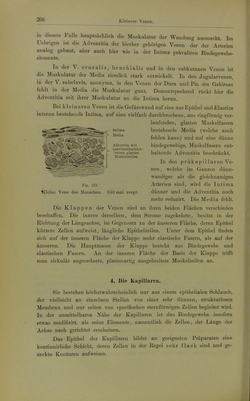 Kleinere Venen. in diesem Falle hauptsächlich die Muskulatur der Wandung ausmacht. Im Uebrigen ist die Adventitia der hierher gehörigen Venen der der Arterien analog gebaut, aber auch hier wie in der Intima prävaliren Bindegewebs- elemente. In der V. cruralis, brachialis und in den subkutanen Venen ist die Muskulatur der Media ziemlich stark entwickelt. In den Jugularvenen, in der V. subclavia, anonyma, in den Venen der Dura und Pia des Gehirnes fehlt in der Media die Muskulatur ganz. Dementspechend rückt hier die Adventitia mit ihrer Muskulatur au die Intima heran. Bei kleineren Venen ist dieGefässwand auf eine aus Epithel undElastica interna bestehende Intima, auf eine vielfach durchbrochene, aus ringförmig ver- ^ laufenden, glatten Muskelfasern ^*S^*^^^^'^^^^^''^^^^s<' ^■^^''^ bestehende Media (welche auch ^^^^^^ fehlen kann) und auf eine dünne AdxrGtitia mit bindegewebige, Muskelfasern ent- _ querdurclischnit- tonen glatten haltende Adventitia beschränkt. Muskelzellen In den präkapillaren Ve- nen , welche im Ganzen dünn- wandiger als die gleichnamigeii Fig. 192. Arterien sind, wird die Intima Kleine Vene des Menschen. 640 mal vergr. dünner und die Adventitia noch mehr reduzirt. Die Media fehlt. Die Klappen der Venen sind an ihren beiden Flächen verschieden beschaffen. Die innere derselben, dem Strome zugekehrte, besitzt in der Richtung der Längsachse, im Gegensatz zu der äusseren Fläche, deren Epithel kürzere Zellen aufweist, längliche Epithelzellen, Unter dem Epithel finden sich auf der inneren Fläche der Klappe mehr elastische Fasern, als auf der äusseren. Die Hauptmasse der Klappe besteht aus Bindegewebe und elastischen Fasern. An der inneren Fläche der Basis der Klappe trifft man cirkulär angeordnete, platteuartig ausgebreitete Muskelzellen an. 4, Die Kapillaren. Sie bestehen höchstwahrscheinlich nur aus einem epithelialen Schlauch, der vielleicht an einzelnen Stellen von einer sehr dünnen, strukturlosen Membran und nur selten von specifischen sternförmigen Zellen begleitet wird. In der unmittelbaren Nähe der Kapillaren ist das Bindegewebe insofern etwas modifizirt, als seine Elemente, namentlich die Zellen, der Länge der Achse nach gerichtet erscheinen. Das Epithel der Kapillaren bildet an geeigneten Präparaten eine kontinuirliche Schicht, deren Zellen in der Regel sehr flach sind und ge- zackte Konturen aufweisen.