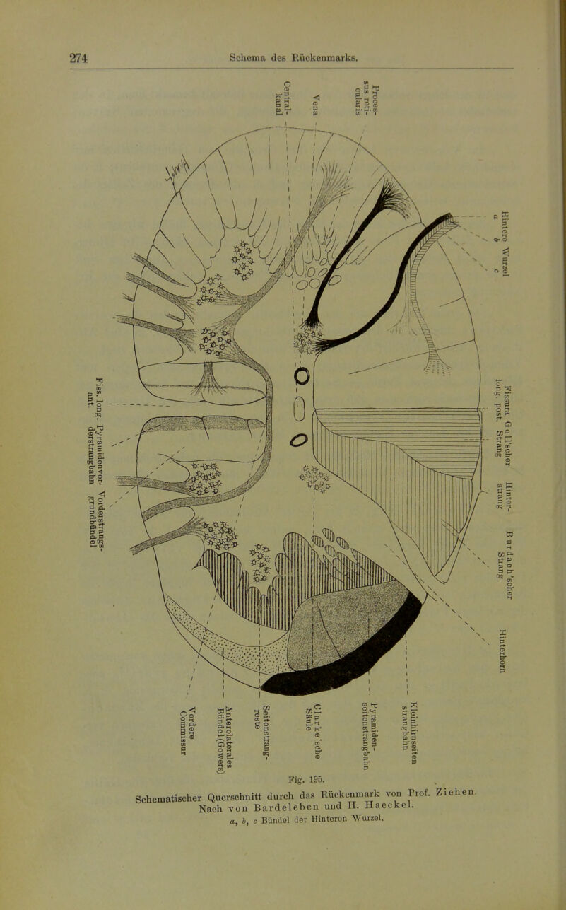 9 3 fX- ® CA I I o B f ©«< •-I •-! O* 0 50 ^ D-O B 7 S ^ 0 CD pj Hl p: -I » 2 p.3 ©cm Ol Fig. 195. Schematischer Querschnitt durch das Rückenmark von Prof. Ziehen. Nach von Bardeleben und H. Haeckel. a, b, c Bündel der Hinteren Wurzel. s 5. 5' o 5 'T! m ■ O er ' S a er? s- 3 a> 05 >-i p p- 3 3- crj - Ol o 5 O s- o