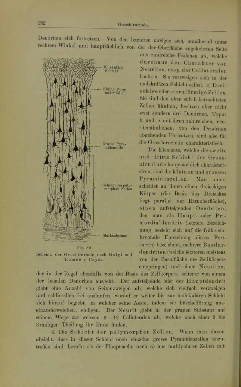 GrosBhirn rinde. - Molekulilro Schicht — Kleine Pyra- midenzellen Grosso Pyra- midenzelle Schicht derpoly- morphen Zellen Dendriten sich fortsetzen. Von den letzteren zweigen sich, annähernd unter rechtem Winkel und hauptsächlich von der der Oberfläche zugekehrten Seite aus zahlreiche Fädciien ab, welche durchaus den Charakter von Neuriten, resp. der CoUateralen haben. Sie verzweigen sich in der molekularen Schicht selbst, c) Drei- eckigeoder sternförmige Zellen. Sie sind den eben sub b betrachteten Zellen ähnlich, besitzen aber nicht zwei sondern drei Dendriten. Typus b und c mit ihren zahlreichen, neu- ritenähnlichen, von den Dendriten abgehenden Fortsätzen, sind also für die Grosshirnrinde charakteristisch. Die Elemente, welche diezweite und dritte Schicht der Gross- hirnrinde hauptsächlich charakteri- siren, sind die kleinen und grossen Pyramidenzellen. Man unter- scheidet an ihnen einen dreieckigen Körper (die Basis des Dreieckes liegt parallel der Hirn Oberfläche), einen aufsteigenden Dendriten, den man als Haupt- oder Pri- mordialdendrit (letztere Bezeich- nung bezieht sich auf die frühe em- bryonale Entstehung dieses Fort- satzes) bezeichnet, mehrere Basilar- dendriten (welche letzteren meistens von der Basalfläche des Zellkörpers entspringen) und einen Neuriten, der in der Regel ebenfalls von der Basis des Zellkörpers, seltener von einem der basalen Dendriten ausgeht. Der aufsteigende oder der Hauptdendrit giebt eine Anzahl von Seitenzweigen ab, welche sich vielfach verzweigen und schliesslich frei auslaufen, worauf er weiter bis zur molekulären Schicht sich hinauf begiebt, in welcher seine Aeste, indem sie büschelförmig aus- einanderweichen, endigen. Der Neurit giebt in der grauen Substanz auf seinem Wege zur weissen 6—12 CoUateralen ab, welche nach einer 2 bis 3 raaligen Theilung ihr Ende finden. 4. Die Schicht der polymorphen Zellen. Wenn man davon absieht, dass in dieser Schicht noch einzelne grosse Pyi-amidenzellen anzu- treffen sind, besteht sie der Hauptsache nach a) aus multipolaren Zellen mit Märt Substanz Fig. 201. Schema der Grosshirnrinde nach Golgi und Ramon y Gayal.