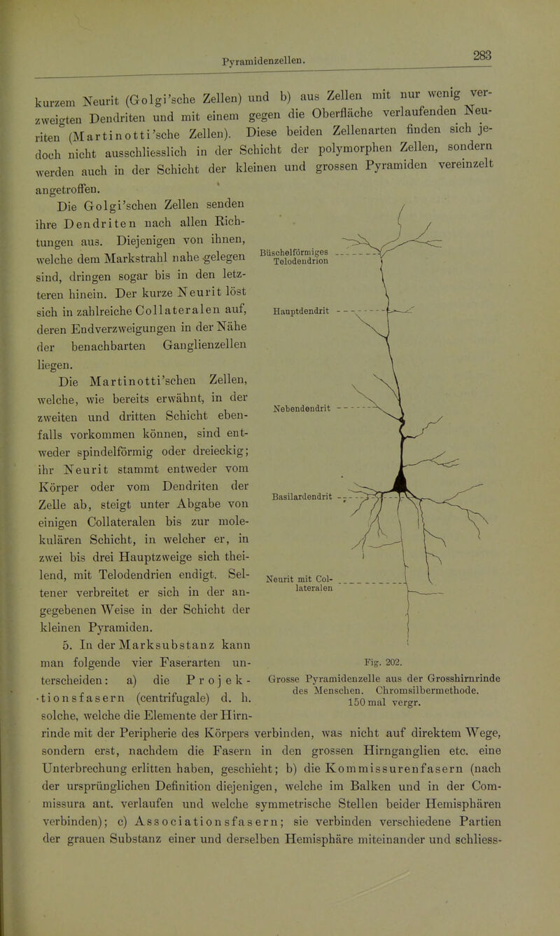 Pyramidenzellen. Büschelförmiges Telodeudrion Hanptdendrit Nebendendrit kurzem Neurit (Golgi'sche Zellen) und b) aus Zellen mit nur wenig ver- zweigten Dendriten und mit einem gegen die Oberfläche verlaufenden Neu- nten (Martin otti'sehe Zellen). Diese beiden Zellenarten finden sich je- doch nicht ausschliesslich in der Schicht der polymorphen Zellen, sondern werden auch in der Schicht der kleinen und grossen Pyramiden vereinzelt angetroffen. Die Golgi'schen Zellen senden ihre Dendriten nach allen Rich- tungen aus. Diejenigen von ihnen, welche dem Markstrahl nahe gelegen sind, dringen sogar bis in den letz- teren hinein. Der kurze Neurit löst sich in zahlreiche Collateralen auf, deren Endverzweigungen in der Nähe der benachbarten Ganglienzellen liegen. Die Martinotti'schen Zellen, welche, wie bereits erwähnt, in der zweiten und dritten Schicht eben- falls vorkommen können, sind ent- weder spindelförmig oder dreieckig; ihr Neurit stammt entweder vom Körper oder vom Dendriten der Zelle ab, steigt unter Abgabe von einigen Collateralen bis zur mole- kulären Schicht, in welcher er, in zwei bis drei Hauptzweige sich thei- lend, mit Telodendrien endigt. Sel- tener verbreitet er sich in der an- gegebenen Weise in der Schicht der kleinen Pyramiden. 5. In der Marksubstanz kann man folgende vier Faserarten un- terscheiden : a) die P r o j e k - • tionsfasern (centrifugale) d. h. solche, welche die Elemente der Hirn- rinde mit der Peripherie des Körpers verbinden, was nicht auf direktem Wege, sondern erst, nachdem die Fasern in den grossen Hirnganglien etc. eine Unterbrechung erlitten haben, geschieht; b) die Kommissurenfasern (nach der ursprünglichen Definition diejenigen, welche im Balken und in der Cora- missura ant. verlaufen und welche symmetrische Stellen beider Hemisphären verbinden); c) Associationsfasern; sie verbinden verschiedene Partien der grauen Substanz einer und derselben Hemisphäre miteinander und schliess- Basilardendrit Neurit mit Col- lateralen Fig. 202. Grosse Pyramidenzelle aus der Grosshirnrinde des Menschen. Chromsilbermethode. 150 mal vergr.