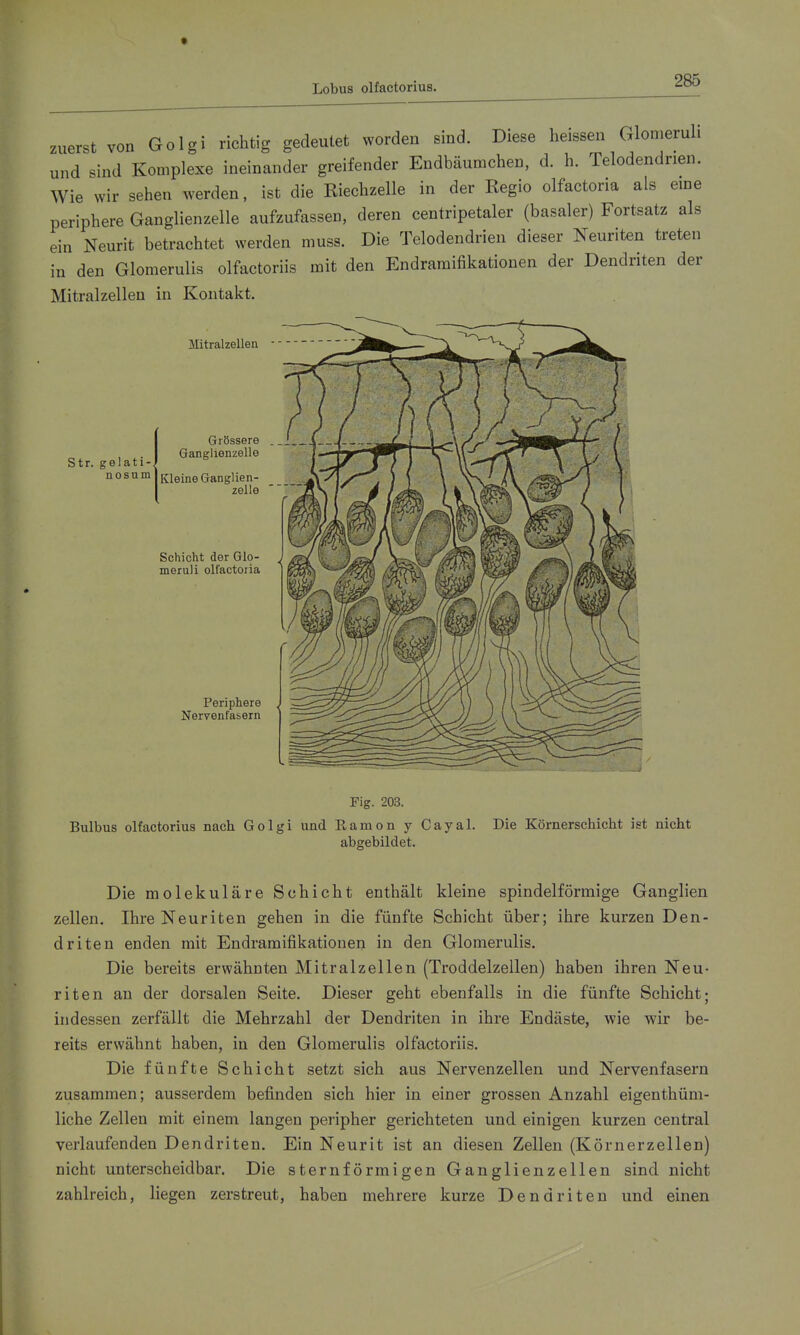 Lobus olfactorius. zuerst von Golgi richtig gedeutet worden sind. Diese heissen Glomeruli und sind Komplexe ineinander greifender Endbäumchen, d. h. Telodendrien. Wie wir sehen werden, ist die Kiechzelle in der Kegio olfactoria als eine periphere Ganglienzelle aufzufassen, deren centripetaler (basaler) Fortsatz als ein Neurit betrachtet werden muss. Die Telodendrien dieser Neuriten treten in den Glomerulis olfactoriis mit den Endramifikationen der Dendriten der Mitralzellen in Kontakt. Mitralzellen Str. gelati- nosum Grössere Ganglienzelle Kleine Ganglien- zelle Schicht der Glo- meruli olfactoria Periphere Nervenfasern Fig. 203. Bulbus olfactorius nach Golgi und Eamon y Gayal. Die Körnerschicht ist nicht abgebildet. Die molekulare Schicht enthält kleine spindelförmige Ganglien Zellen. Ihre Neuriten gehen in die fünfte Schicht über; ihre kurzen Den- driten enden mit Endramifikationen in den Glomerulis. Die bereits erwähnten Mitralzellen (Troddelzellen) haben ihren Neu- riten au der dorsalen Seite. Dieser geht ebenfalls in die fünfte Schicht; indessen zerfällt die Mehrzahl der Dendriten in ihre Endäste, wie wir be- reits erwähnt haben, in den Glomerulis olfactoriis. Die fünfte Schicht setzt sich aus Nervenzellen und Nervenfasern zusammen; ausserdem befinden sich hier in einer grossen Anzahl eigenthüm- liche Zellen mit einem langen peripher gerichteten und einigen kurzen central verlaufenden Dendriten. Ein Neurit ist an diesen Zellen (Körnerzellen) nicht unterscheidbar. Die sternförmigen Ganglienzellen sind nicht zahlreich, liegen zerstreut, haben mehrere kurze Dendriten und einen