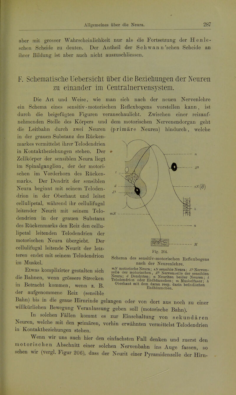 aber mit grosser Wahrscheinlichkeit nur als die Fortsetzung der Henle- schen Scheide zu deuten. Der Antheil der Schwan n'sehen Scheide an ihrer Bildung ist aber auch nicht auszuschliessen. F. Scliematisclie Uebersicht über die Beziehungen der Neuren zu einander im Centrainervensystem. Die Art und Weise, wie man sich nach der neuen Nervenlehre ein Schema eines sensitiv - motorischen Reflexbogens vorstellen kann, ist durch die beigefügten Figuren veranschaulicht. Zwischen einer reizauf- nehmenden Stelle des Körpers und dem motorischen Nervenendorgan geht die Leitbahn durch zwei Neuren (primäre Neuren) hindurch, welche in der grauen Substanz des Rücken- markes vermittelst ihrer Telodendrien in Kontaktbeziehungen stehen. Der Zellkörper der sensiblen Neura liegt im Spinalganglion, der der motori- schen im Vorderhorn des Rücken- marks. Der Dendrit der sensiblen Neura beginnt mit seinem Teloden- drion in der Oberhaut und leitet cellulipetal, während ihr cellulifugal leitender Neurit mit seinem Telo- dendrien in der grauen Substanz des Rückenmarks den Reiz den cellu- lipetal leitenden Telodendrien der motorischen Neura übergiebt. Der cellulifugal leitende Neurit der letz- teren endet mit seinem Telodendrien im Muskel. Etwas komplizirter gestalten sich die Bahnen, wenn grössere Strecken in Betracht kommen, wenn z. B, der aufgenommene Reiz (sensible Bahn) bis in die graue Hirnrinde gelangen oder von dort aus noch zu einer willkürlichen Bewegung Veranlassung geben soll (motorische Bahn). In solchen Fällen kommt es zur Einschaltung von sekundären Neuren, welche mit den primären, vorhin erwähnten vermittelst Telodendrien in Kontaktbeziehungen stehen. Wenn wir uns auch hier den einfachsten Fall denken und zuerst den motorischen Abschnitt einer solchen Nervenbahn ins Auge fassen, so sehen wir (vergl. Figur 206), dass der Neurit einer Pyramidenzelle der Hirn- Fig. 204. Schema des sensitiv-motorischen Reflexbogens nach der Neurenlehre. mN motorische Neura; sN sensible Neura; yA Nerven- zelle der motorischen, Nervenzelle der sensiblen Neura; d Dendriten; n Neuriten beider Neuren; t Telodendnon oder Endbäurachen; m Muskelfaser; ä Oberhaut mit dem daran resp. darin befindlichen Endbäumchen.