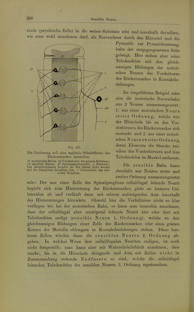 rinde (psychische Zelle) in die weisse Substanz tritt und innerhalb derselben, wie man wohl annehmen darf, als Nervenfaser durch den Hirnstiel und die Pyramide zur Pyramidenstrang- bahn der entgegengesetzten Seite gelangt. Hier stehen aber seine Telodendrien mit den gleich- et AV>v——=ki namigen Bildungen der motori- schen Neuren des Vorderhorns des Rückenmarkes in Kontaktbe- ziehungen. Im vorgeführten Beispiel wäre also die motorische Nervenbahn aus 2 Neuren zusammengesetzt: 1, aus einer motorischen Neura erster Ordnung, welche von der Hirnrinde bis zu den Vor- derhörnern des Rückenmarkes sich erstreckt und 2. aus einer motori- schen Neura zweiter Ordnung, deren Elemente die Strecke zwi- schen den Vorderhörnern und dem Telodendrion im Muskel umfassen.. Fig. 205. Die Zeiclmung soll eine sagittale Schnittfläche des Eückenmarkes darstellen. 2^ motorische Zellen im Vorderhorne der grauen Substanz; .'jV sensible Neura; SpinalganglionzeJle; n Neuriten; Die unterbrochenen Striche an den Zellen links weisen auf die Dendriten derselben hin; c Collateralen des sen- siblen Neuriten. Die sensible Bahn kann ebenfalls aus Neuren erster und zweiter Ordnung zusammengesetzt sein: Der aus einer Zelle des Spinalganglions cellulifugal leitende Neurit begiebt sich zum Hinterstrang des Rückenmarkes, giebt an letzteres Col- lateralen ab und verläuft dann mit seinem aufsteigenden Aste innerhalb des Hinterstranges hirnwärts. Obwohl hier die Verhältnisse nicht so klar vorliegen wie bei der motorischen Bahn, so kann man immerhin annehmen, dass der cellulifugal aber centripetal leitende Neurit hier oder dort mit Telodendrien endigt (sensible Neura 1. Ordnung), welche zu den gleichnamigen Bildungen einer Zelle des Rückenmarkes oder eines grauen Kernes der Medulla oblongata in Kontaktbeziehungen stehen. Diese letz- teren Zellen würden dann die sensiblen Neuren 2. Ordnung ab- geben. In welcher Weise ihre cellulifugalen Neuriten endigen, ist noch nicht festgestellt; man kann aber mit Wahrscheinlichkeit annehmen, dass starke, bis in, die Hirnrinde dringende und dort mit Zellen nicht in Zusammenhang stehende Endfasern es sind, welche die cellulifugal leitenden Telodendrien der sensiblen Neuren 2. Ordnung repräsentii-en.