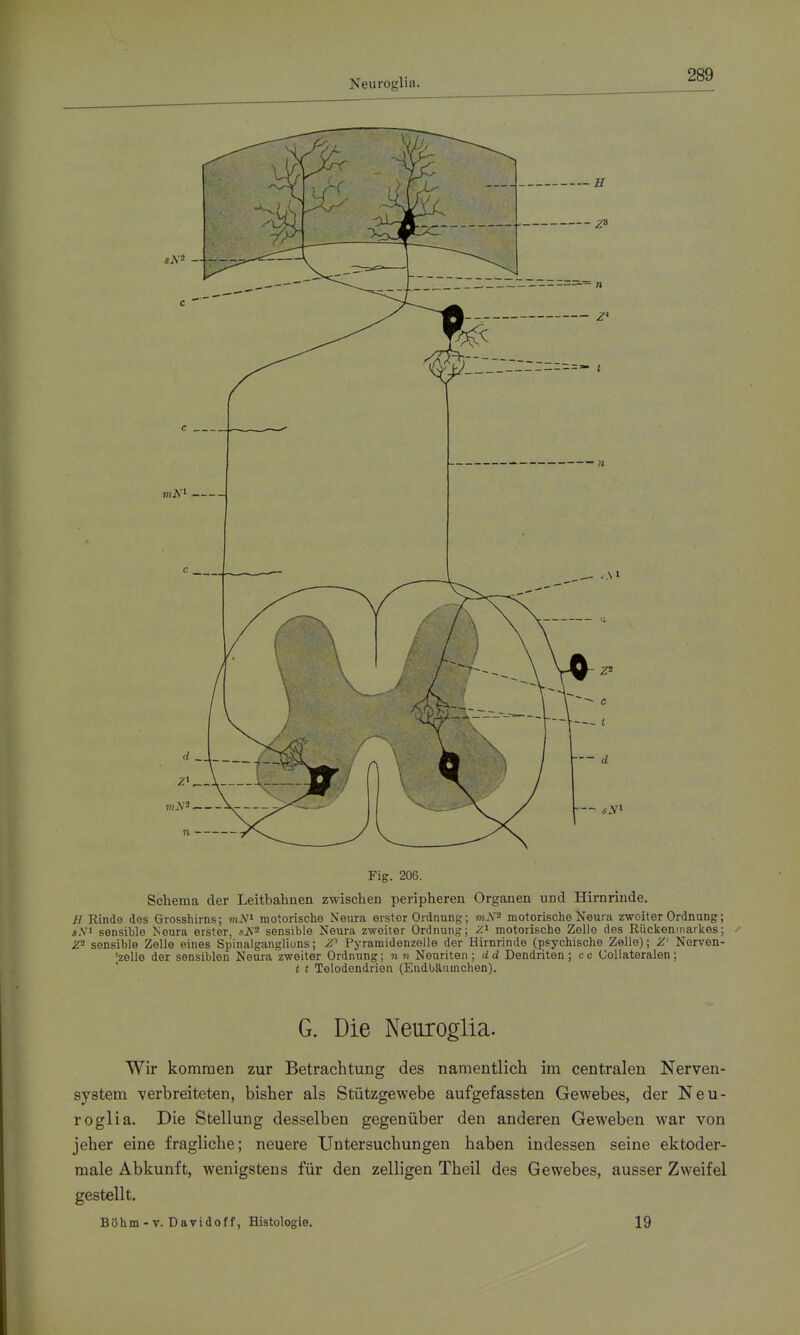 Fig. 206. Schema der Leitbahuen zwischen peripheren Organen und Hirnrinde. H Einde des Grosshiins; nuY» motorische Neura eistor Ordnung; m-V^ motorische Neura zweit er Ordnung; Ä.Vi sensible Neura erster, äA^ sensible Neura z-woiter Ordnung; /.'^ motorische Zelle des Rückonnmrkes; Z- sensible Zelle eines Spinalganglions; Pyramidenzelle der Hirnrinde (i)sychische Zelle); Z' Nerven- 'zelle der sensiblen Neura zweiter Ordnung; n n Neuriten ; d d Dendriten ; c c Collateralen; t t Telodendrien (Endbäumchen). G. Die Neuroglia. Wir kommen zur Betrachtung des namentlich im centralen Nerven- system -verbreiteten, bisher als Stützgewebe aufgefassten Gewebes, der Neu- roglia. Die Stellung desselben gegenüber den anderen Geweben war von jeher eine fragliche; neuere Untersuchungen haben indessen seine ektoder- male Abkunft, wenigstens für den zelligen Theil des Gewebes, ausser Zweifel gestellt. Böhm-V. Davidoff, Histologie, 19