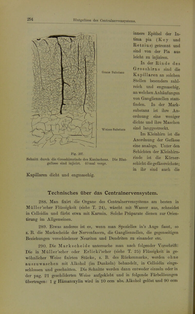 innere Epithel der In- tima pia (Key und Retzius) getrennt und sind von der Pia aus leicht zu injiziren. In der Rinde des Grosshirns sind die Kapillaren an solchen Stellen besonders zahl- reich und engmaschig, an welchen Anhäufungen von Ganglienzellen statt- finden. In der Mark- substanz ist ihre An- ordnung eine weniger dichte und ihre Maschen sind langgestreckt. Im Kleinhirn ist die Anordnung der Gefasse eine analoge. Unter den Schichten der Kleinhirn- rinde ist die Körner- schicht diegefassreichste; in ihr sind auch die Technisches über das Centrainervensystem. 288. Man fixirt die Organe des Centrainervensystems am besten in Müll er'scher Flüssigkeit (siehe T. 24), wäscht mit Wasser aus, schneidet in Celloidin und färbt etwa mit Karmin. Solche Präparate dienen zur Orien- tirung im Allgemeinen. 289. Etwas anderes ist es, wenn man Spezielles in's Auge fasst, so z. B. die Markscheide der Nervenfasern, die Ganglienzellen, die gegenseitigen Beziehungen verschiedener Neuriten und Dendriten zu einander etc. 290. Die Markscheide untersuche man nach folgender Vorschrift: Die in Müll er'scher oder Erlicki'scher (siehe T. 25) Flüssigkeit in ge- wöhnlicher Weise fixirten Stücke, z. B. des Rückenmarks, werden ohne auszuwaschen mit Alkohol (im Dunkeln) behandelt, in Celloidin einge- schlossen und geschnitten. Die Schnitte werden dann entweder einzeln oder in der pag. 21 geschilderten Weise aufgeklebt und in folgende Färbelösungen übertragen: 1 g Hämatoxylin wird in 10 ccm abs. Alkohol gelöst und 90 ccm Fig. 207. Schnitt durch die Grosshirnrinde des Kaninchens. Die Blut- gefässe sind injicirt. 40 mal vergr. Kapillaren dicht und engmaschig.