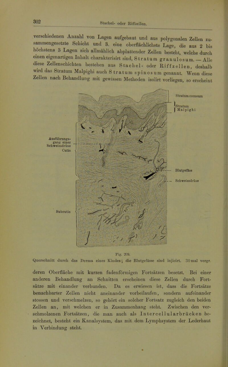Stachel- oder Riflzellen. verschiedenen Anzahl von Lagen aufgebaut und aus polygonalen Zellen zu- sammengesetzte Schicht und 3. eine oberflächlichste Lage, die aus 2 bis höchstens 3 Lagen sich allmählich abplattender Zellen besteht, welche durch einen eigenartigen Inhalt charakterisirt sind, Stratum granulosum. — Alle diese Zellenschichten bestehen aus Stachel- oder Riffzellen, deshalb wird das Stratum Malpighi auch Straturaspinosum genannt. Wenn diese Zellen nach Behandlung mit gewissen Methoden isolirt vorliegen, so erscheint ^ /f l Stratum corneum ] I Malpighi Ausfiihrnngs- gan^ einer Schweissdriise Cutis Subcutis Blutgefäss -— Schweissdriise Fig. 209. Querschnitt durch das Derma eines Kindes; die Blutgefässe sind injicirt. 30mal vergr. deren Oberfläche mit kurzen fadenförmigen Fortsätzen besetzt. Bei einer anderen Behandlung an Schnitten erscheinen diese Zellen durch Fort- sätze mit einander verbunden. Da es erwiesen ist, dass die Fortsätze benachbarter Zellen nicht aneinander vorbeilaufen, sondern aufeinander Stessen und verschmelzen, so gehört ein solcher Fortsatz zugleich den beiden Zellen an, mit welchen er in Zusammenhang steht. Zwischen den ver- schmolzenen Fortsätzen, die man auch als Intercellularbrücken be- zeichnet, besteht ein Kanalsystem, das mit dem Lymphsystem der Lederhaut in Verbindung steht.